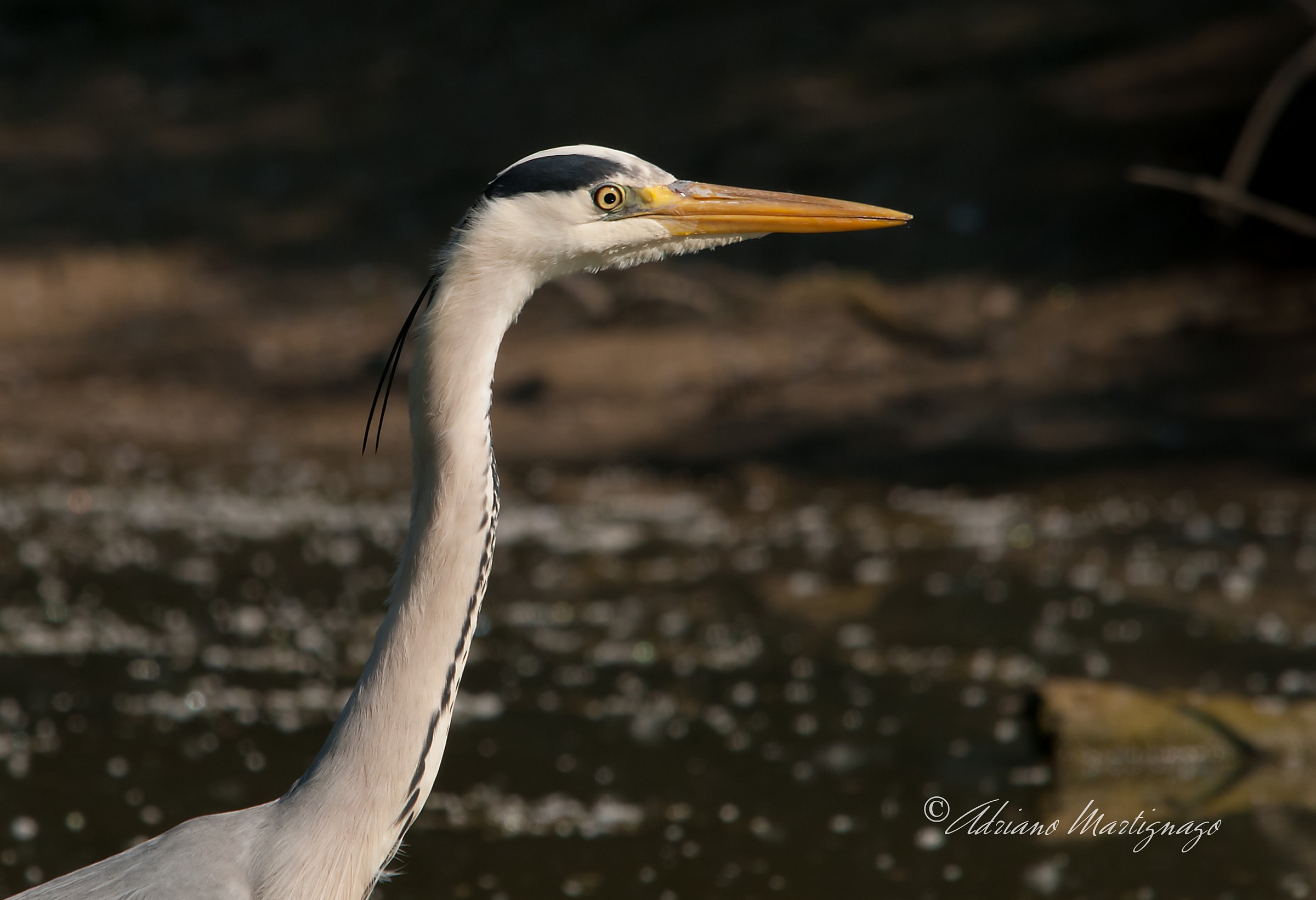 Grey Heron