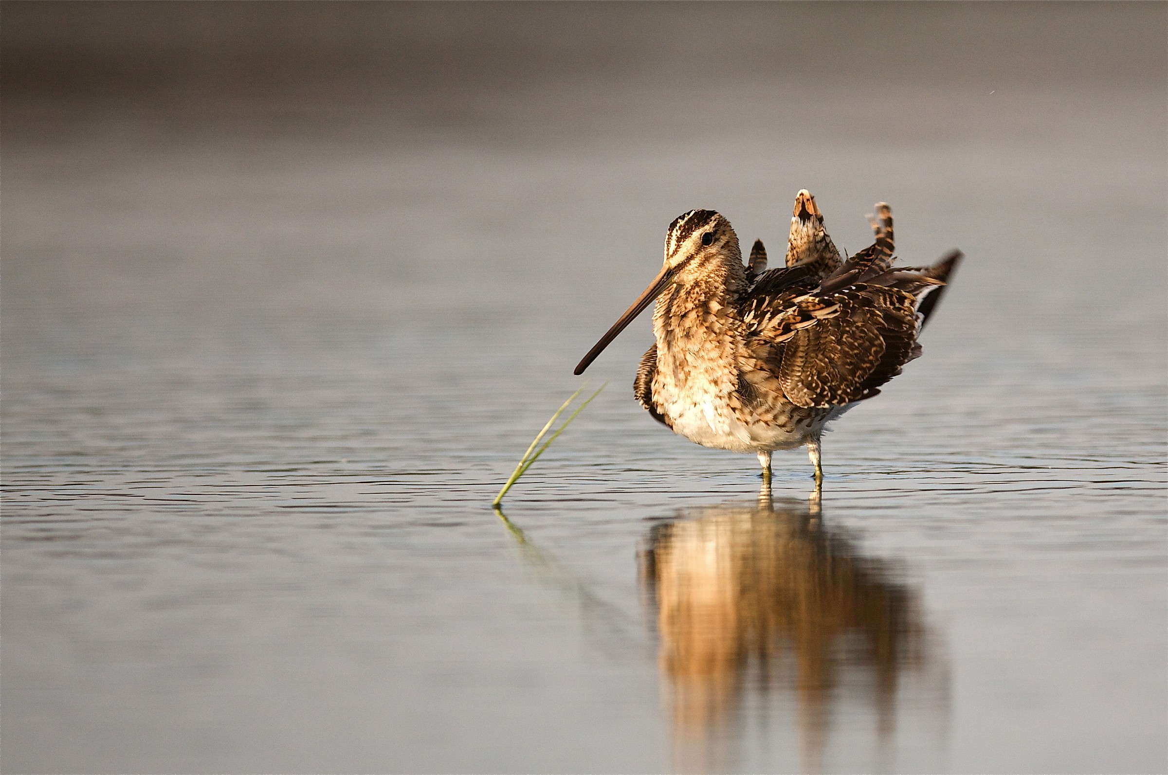 cyrano de bergerac  il  beccaccino Buona Pasqua