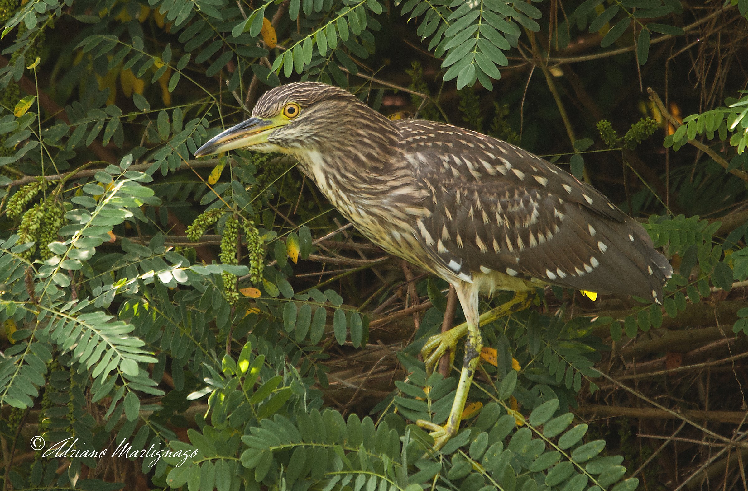 Night Heron - River Piave