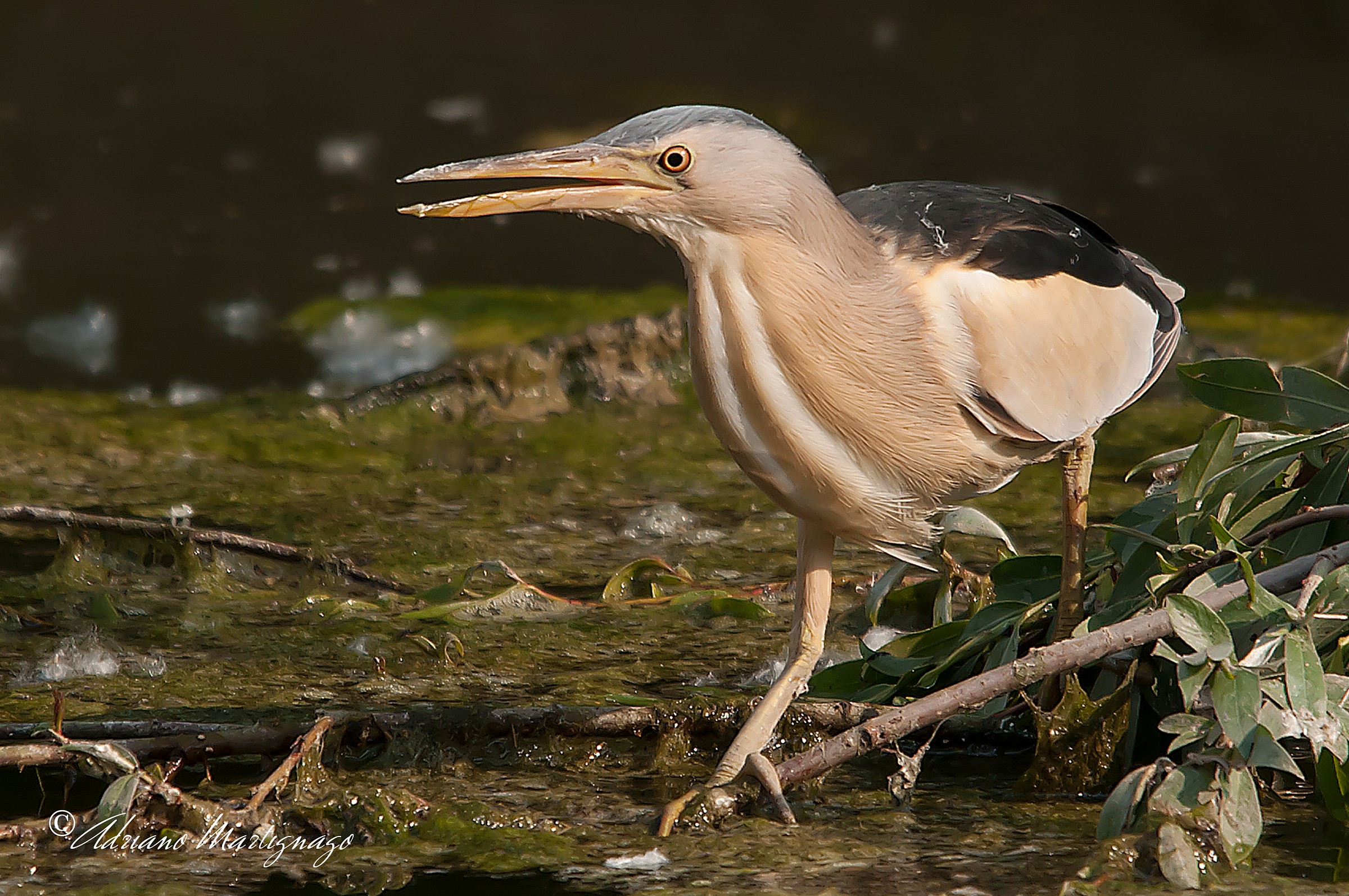 Bittern - River Piave