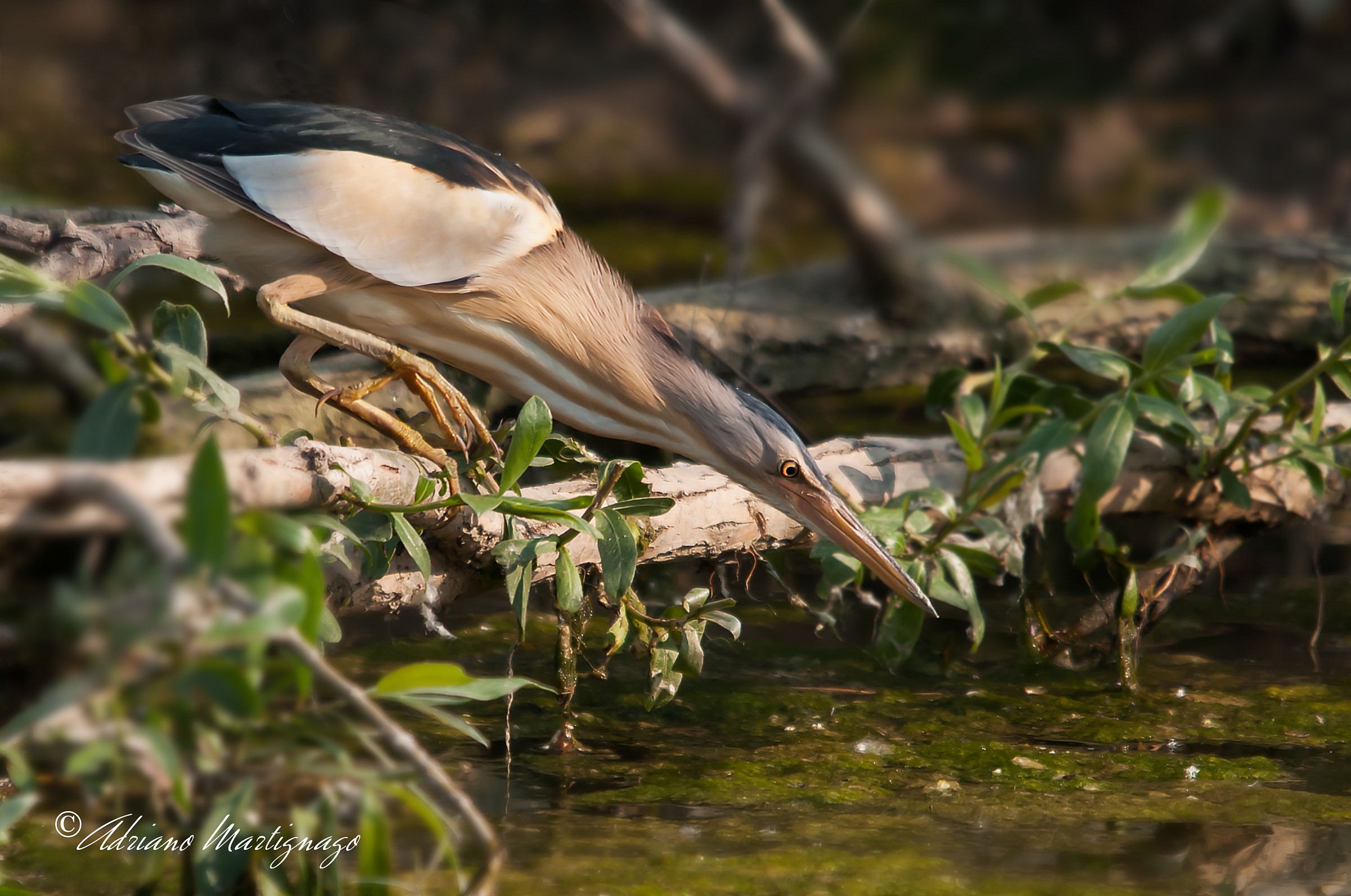 Bittern - River Piave