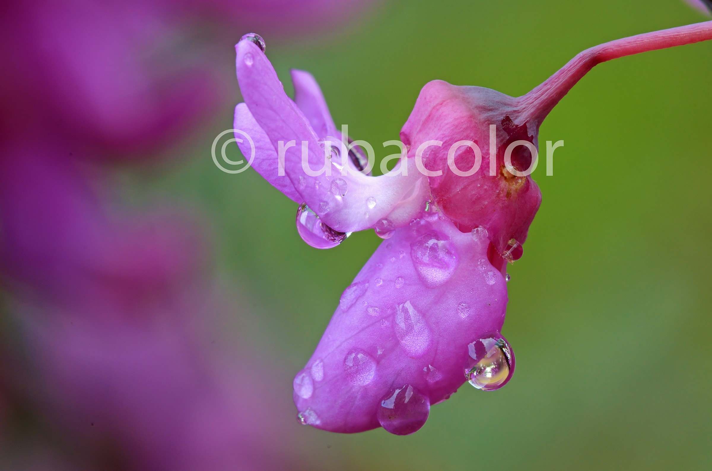 Happy Easter tree with the flower of Judah