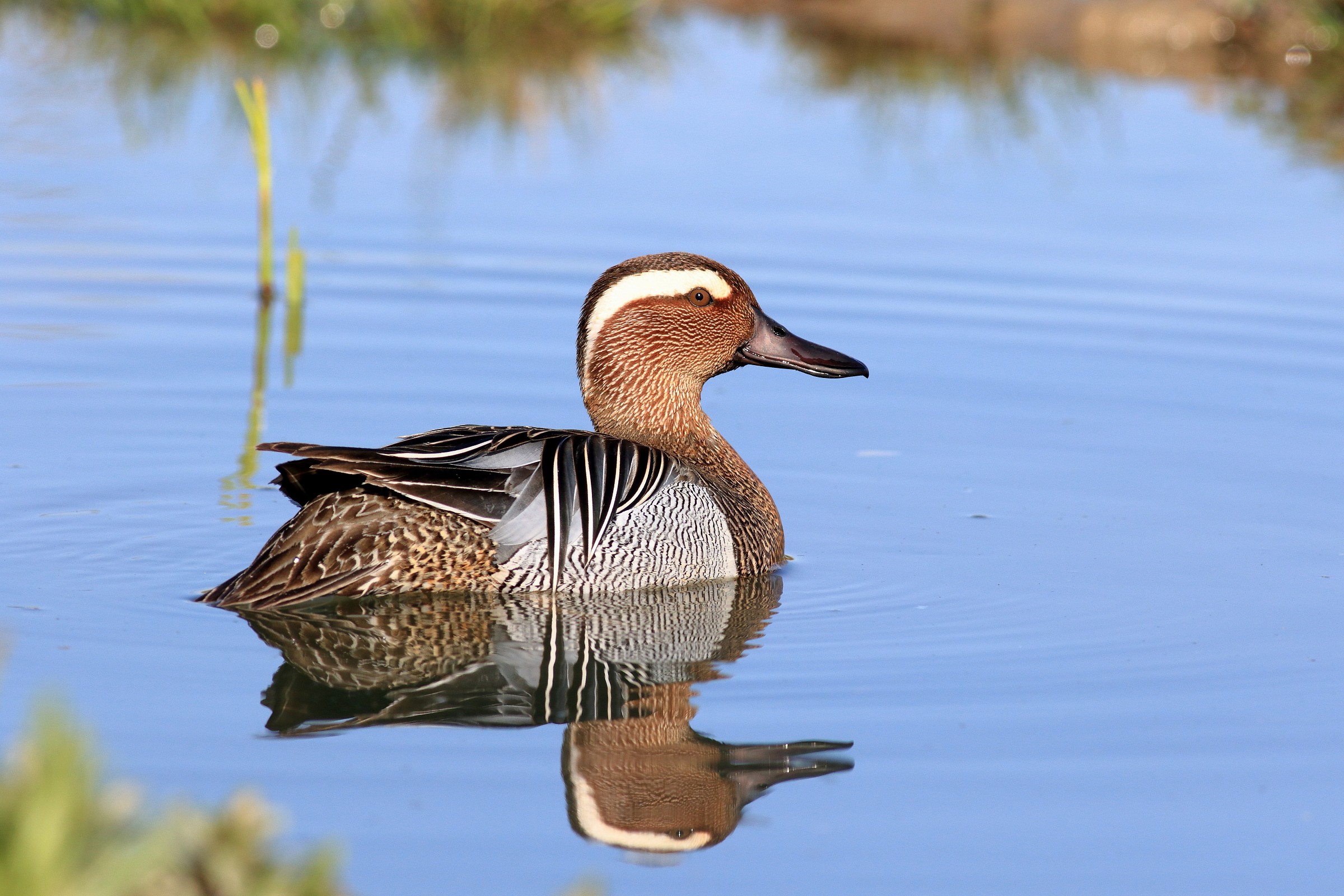 garganey