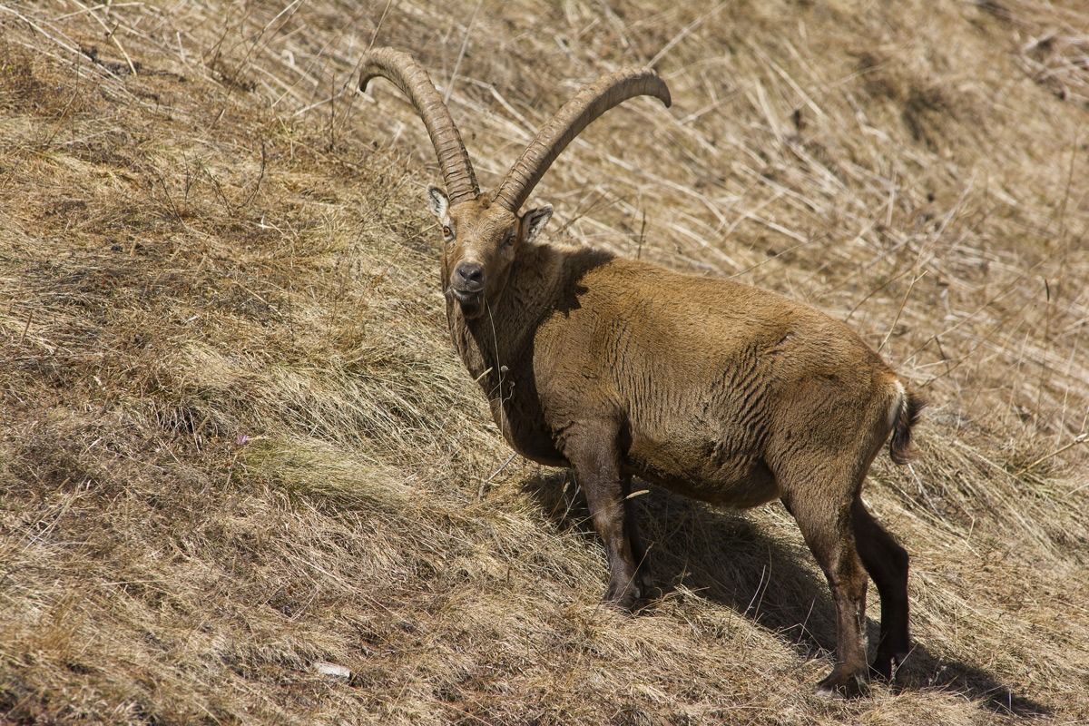 Ibex