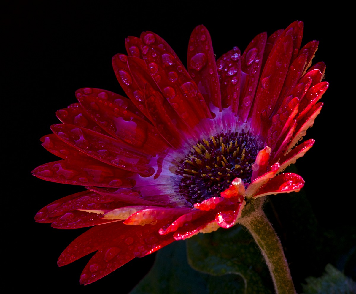 Ritratto di una gerbera rossa!