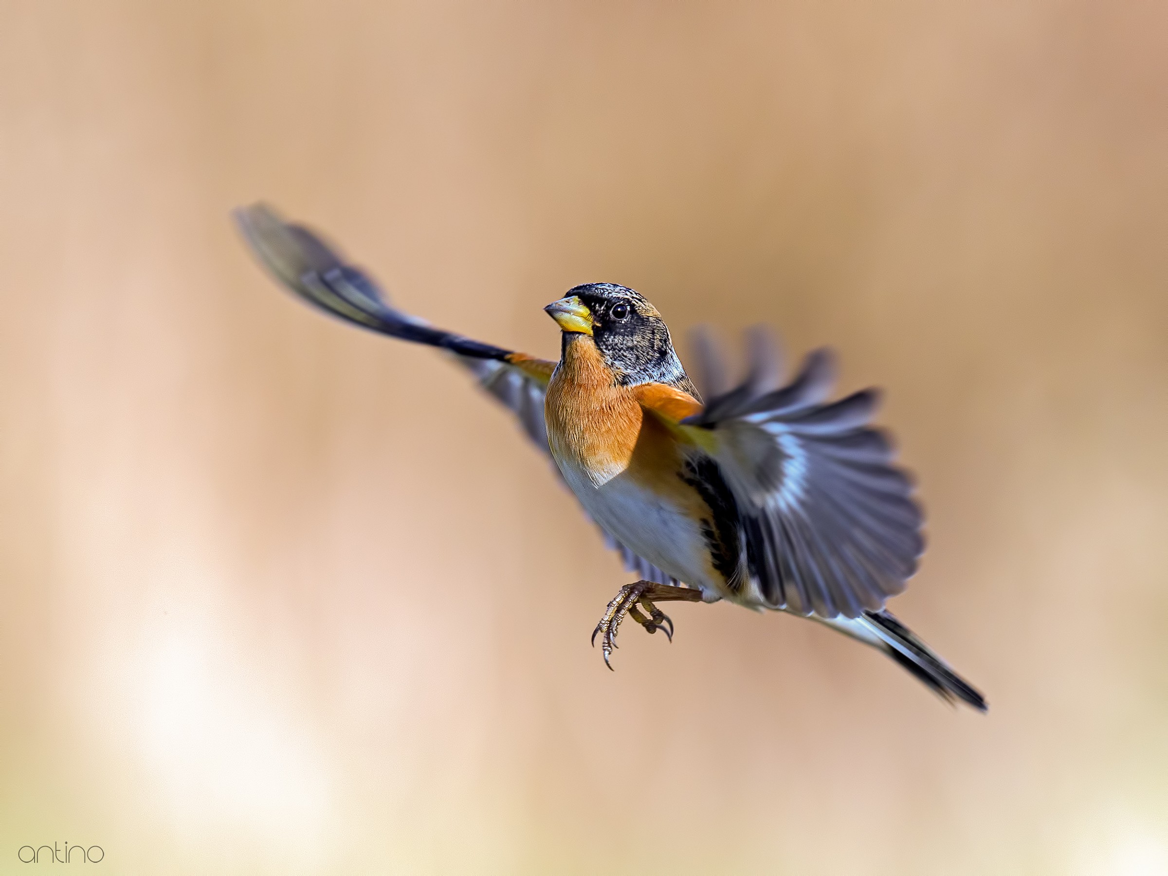 Brambling