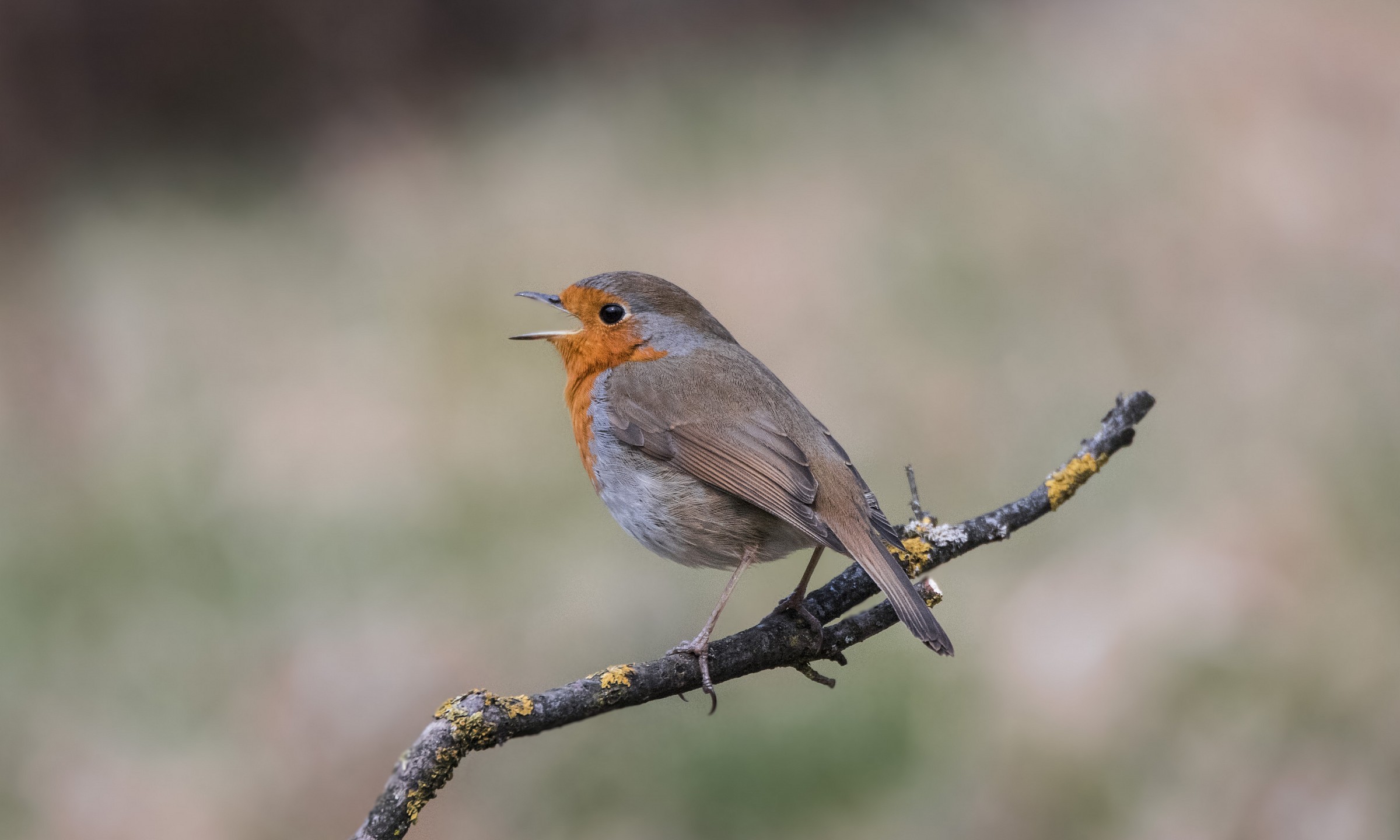 eeeehhiiii.. pettirossooooo