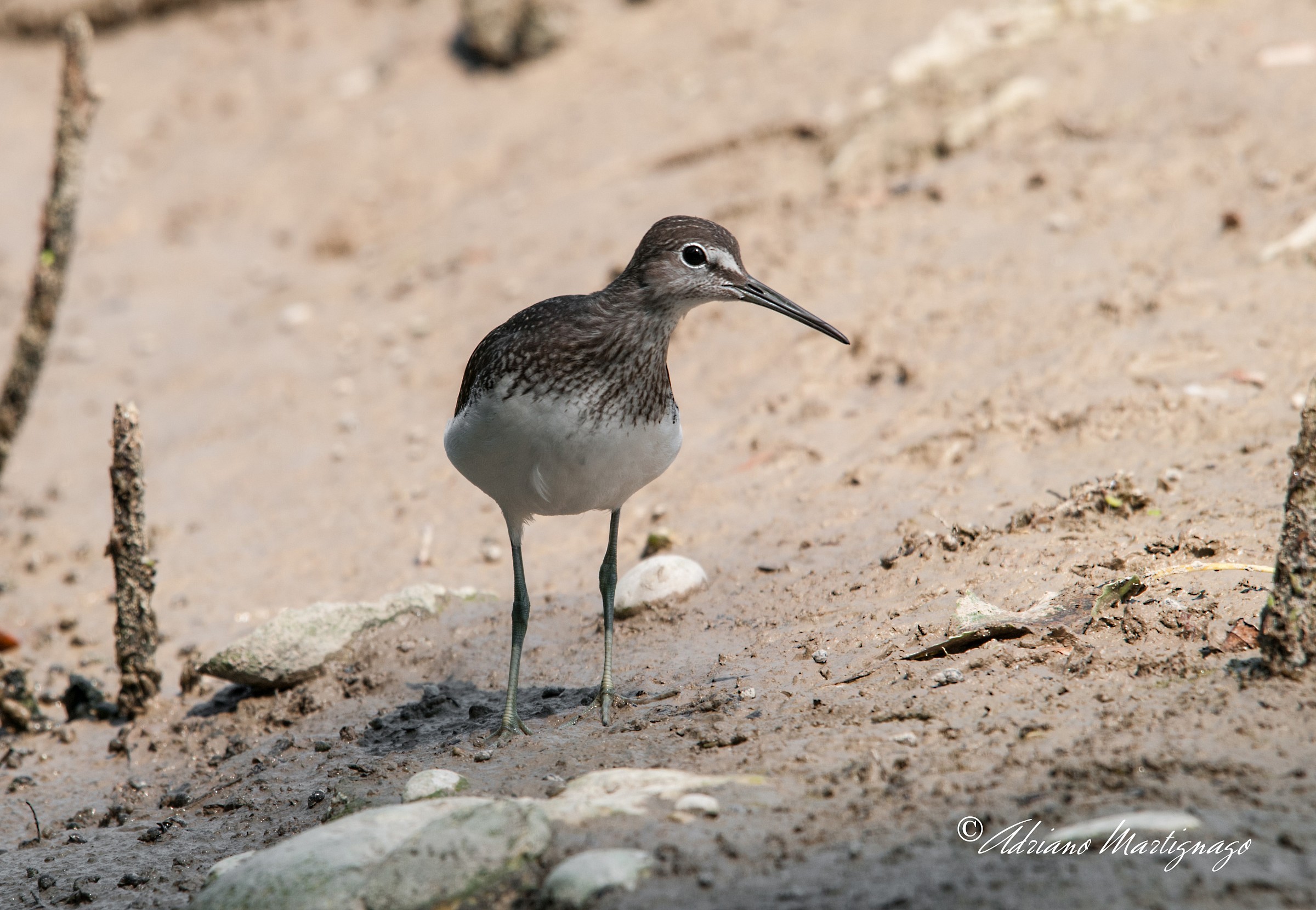 Piro Piro Wheatear - River Piave