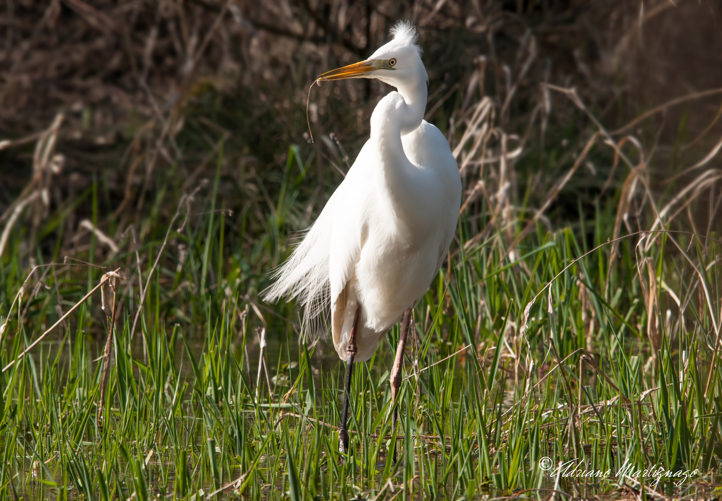 White Heron