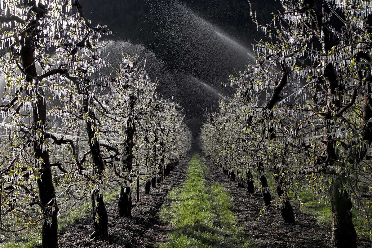 Valtellina's apple preservation