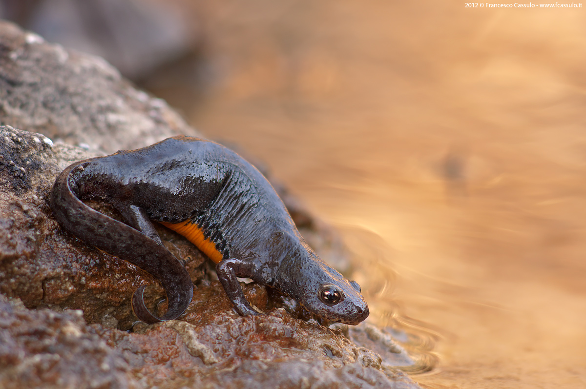 Mesotriton alpestris Laurenti, 1768