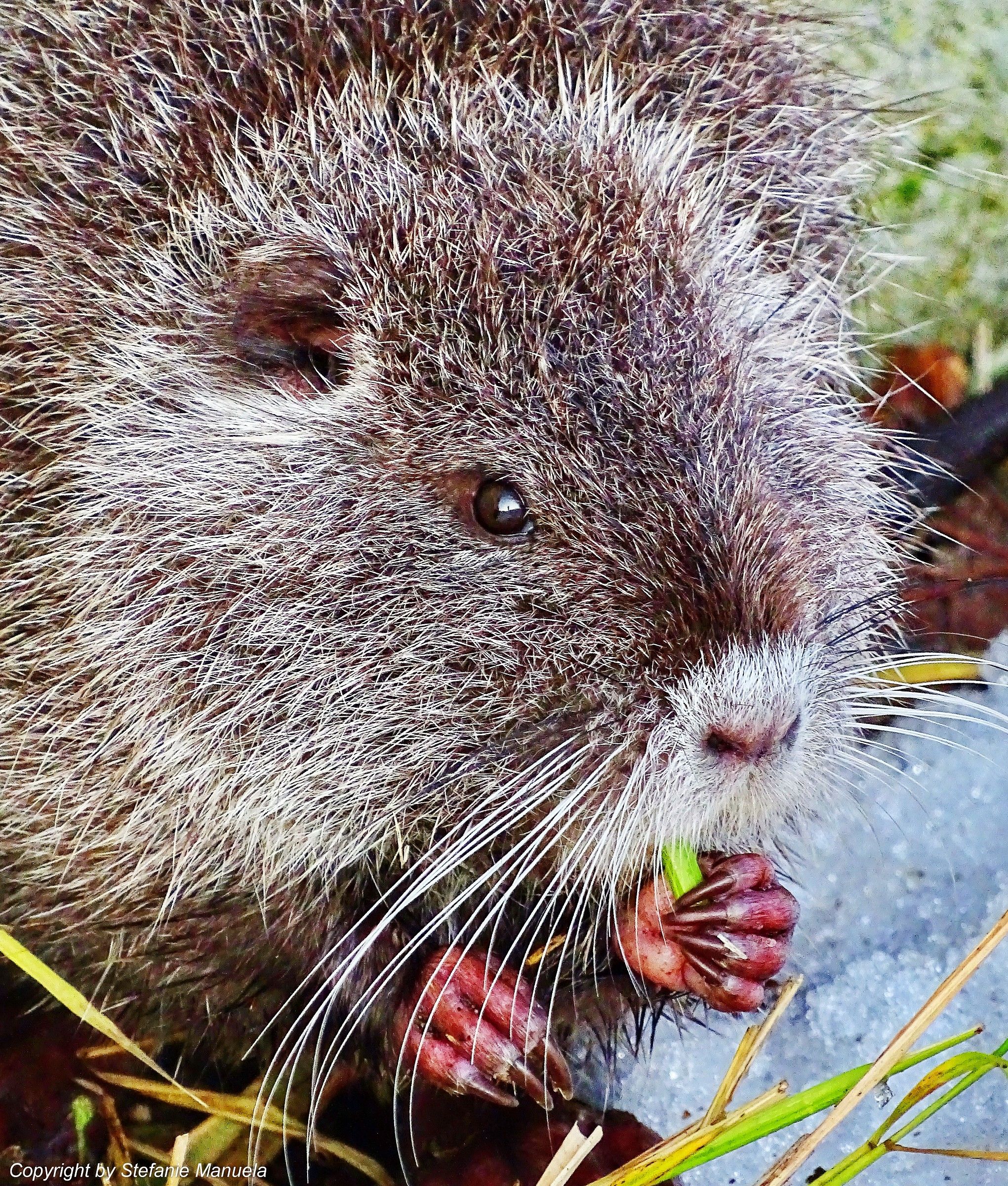 Nutria
