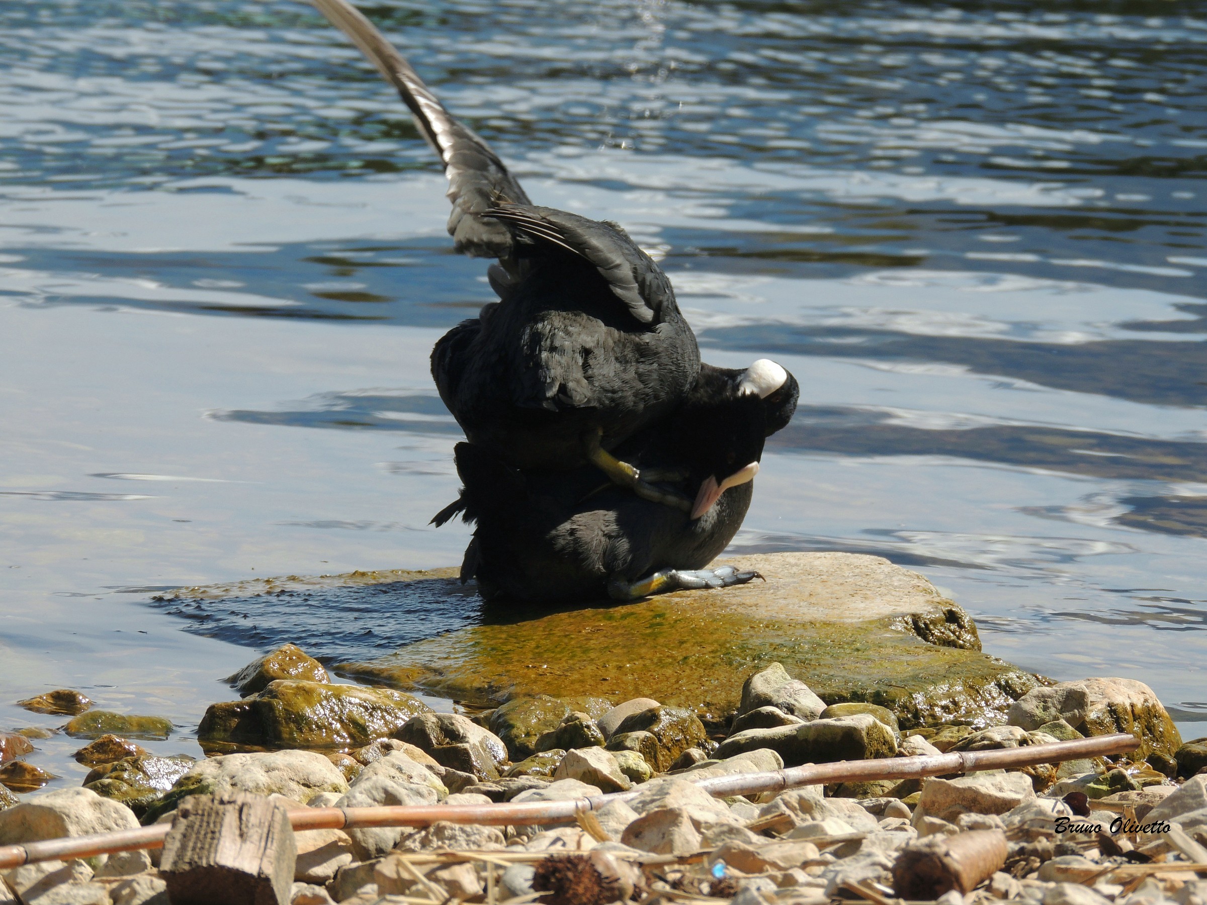 fologa (accoppiamento)