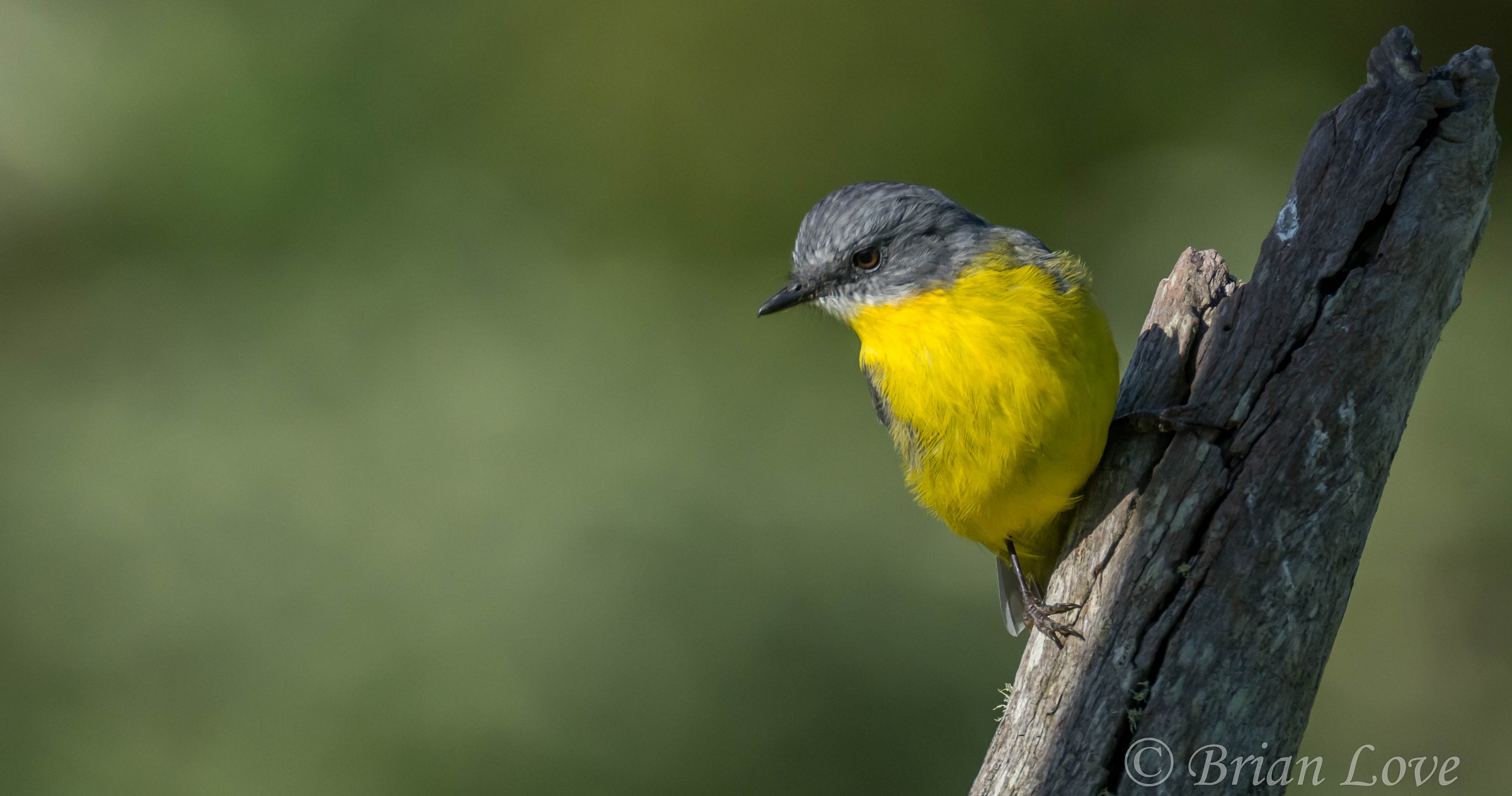 Eastern Yellow Robin