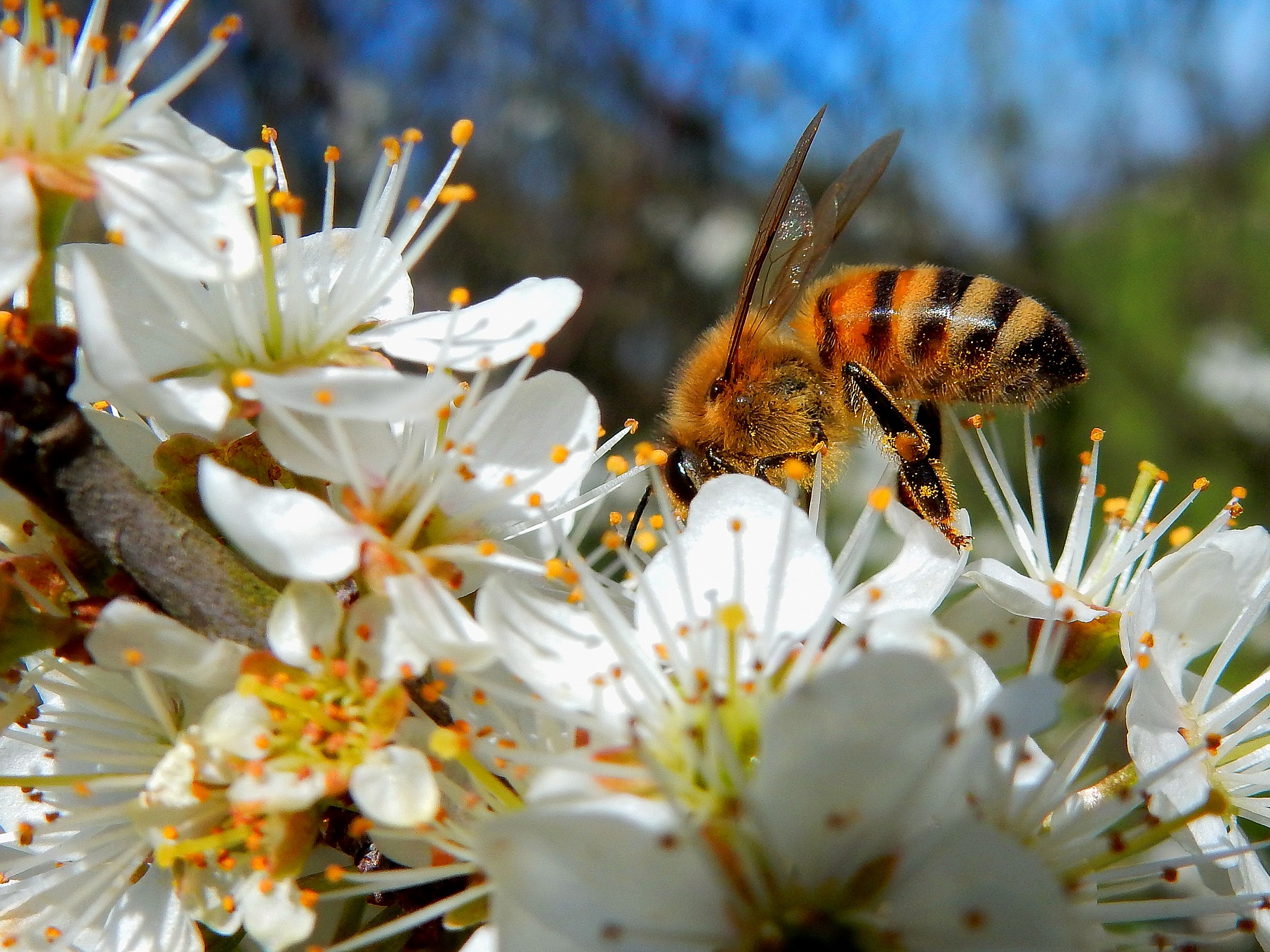 Pollination in exchange for nectar