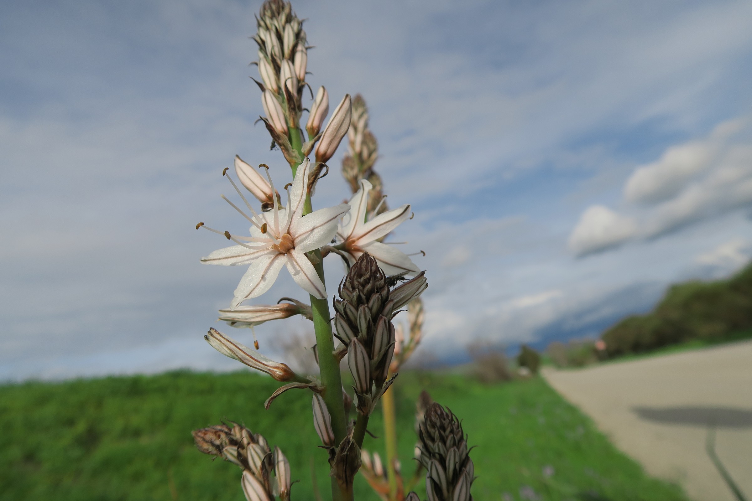 Cadrilloi (asfodelo in fiore)
