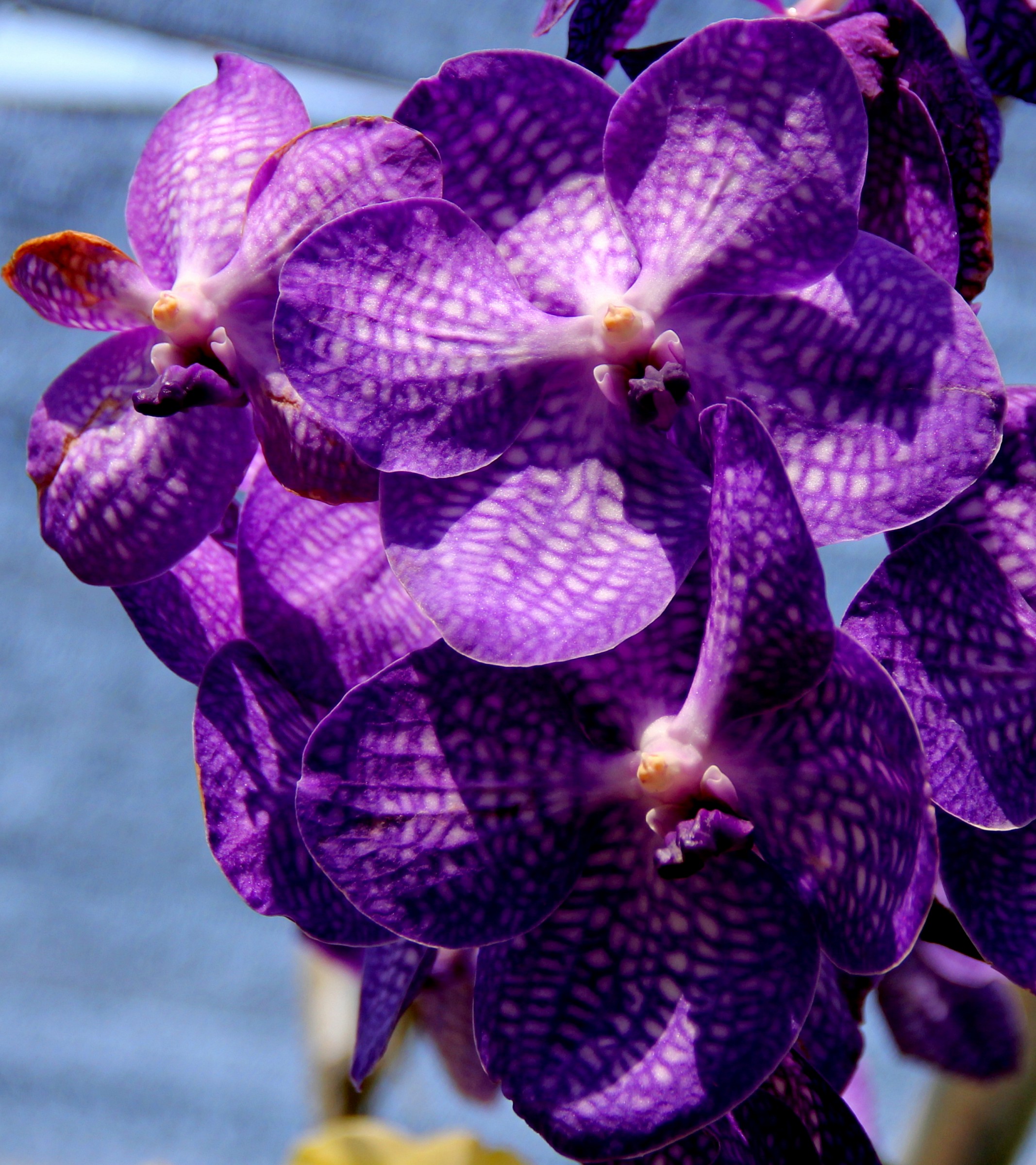Orchidea Vanda