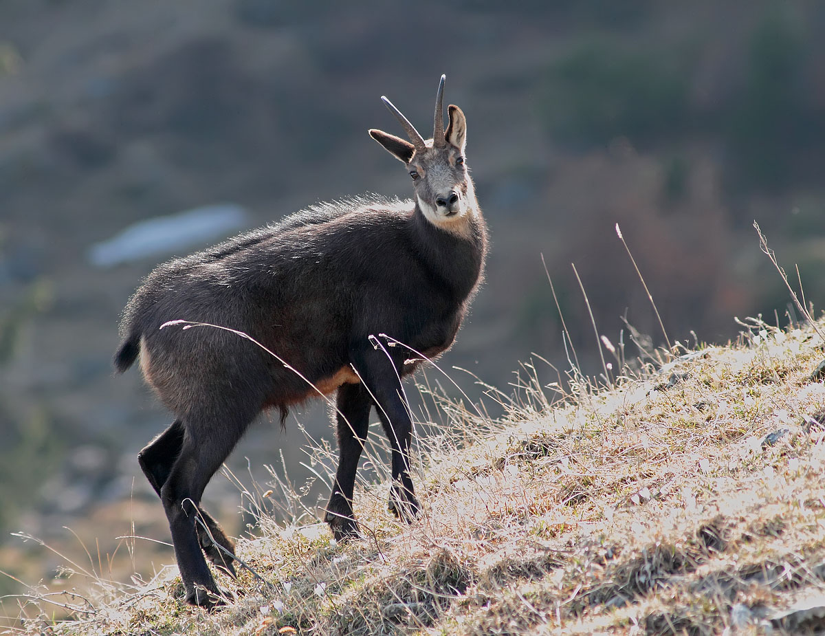 Chamois