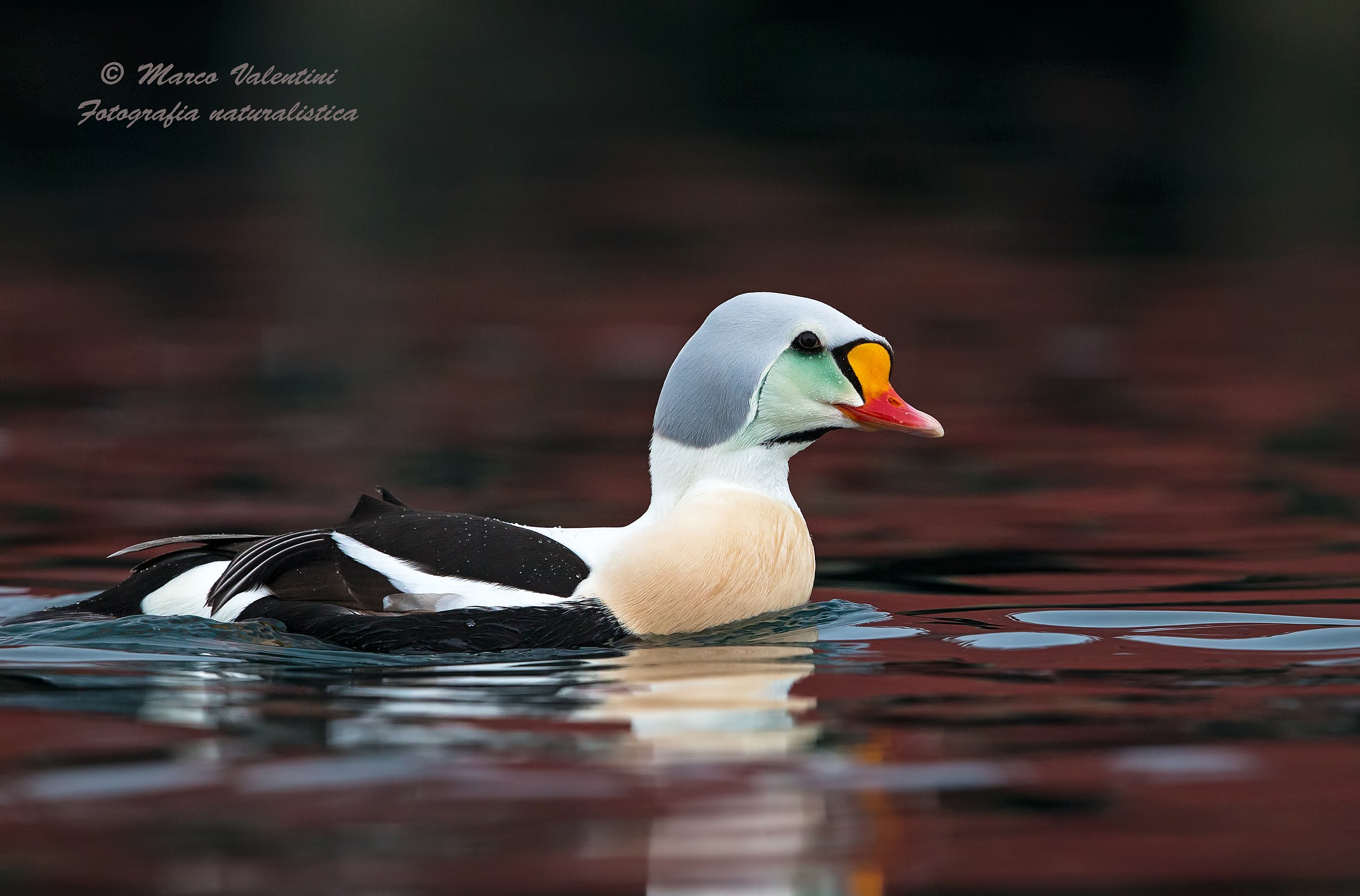 King eider - Re nel rosso - 2