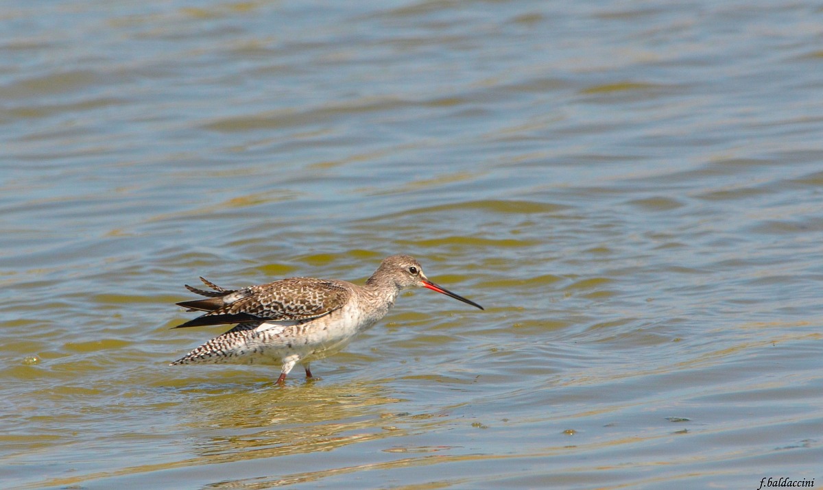 Spotted Redshank