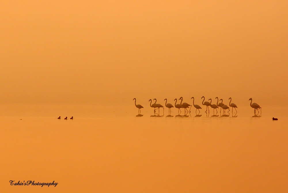 Greater Flamingoes