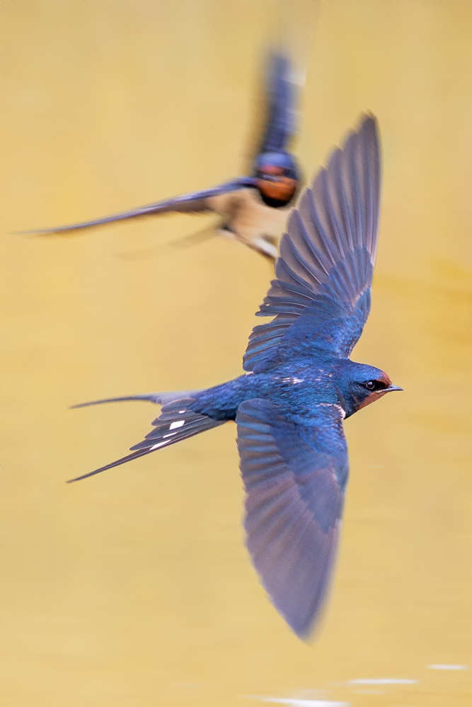 Under attack, panning