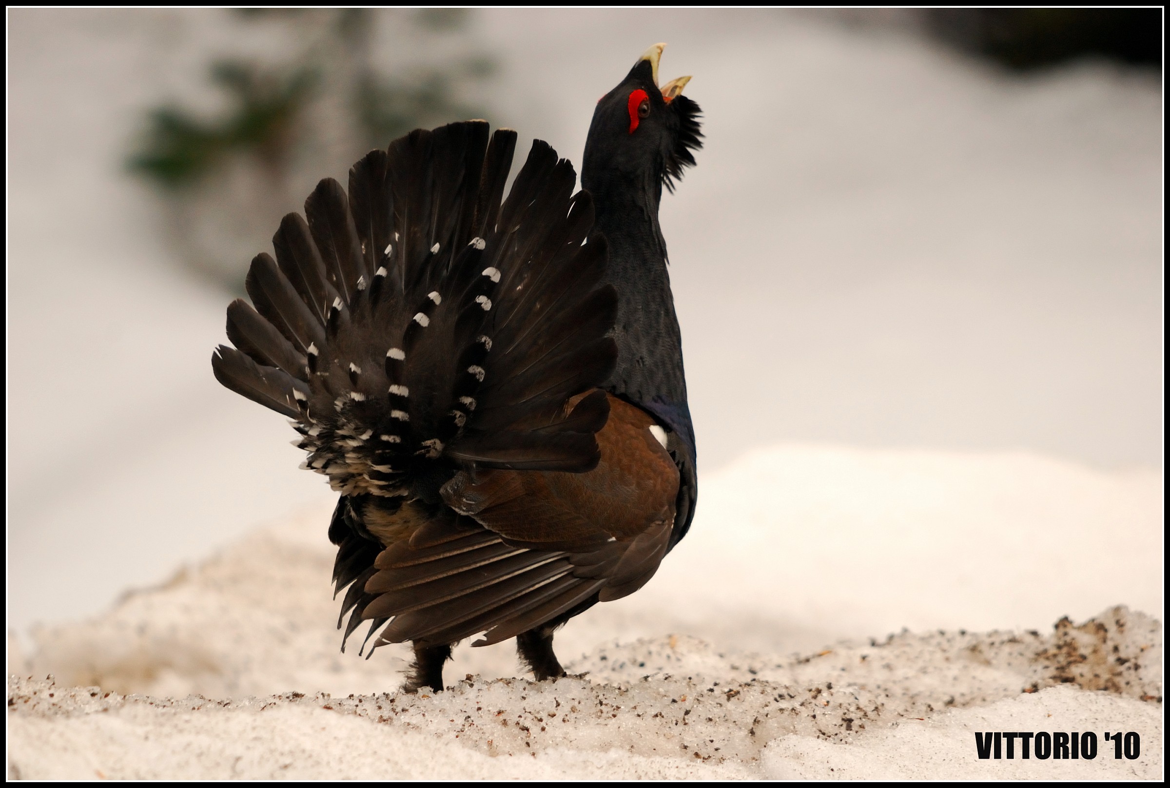 Capercaillie - Grouse