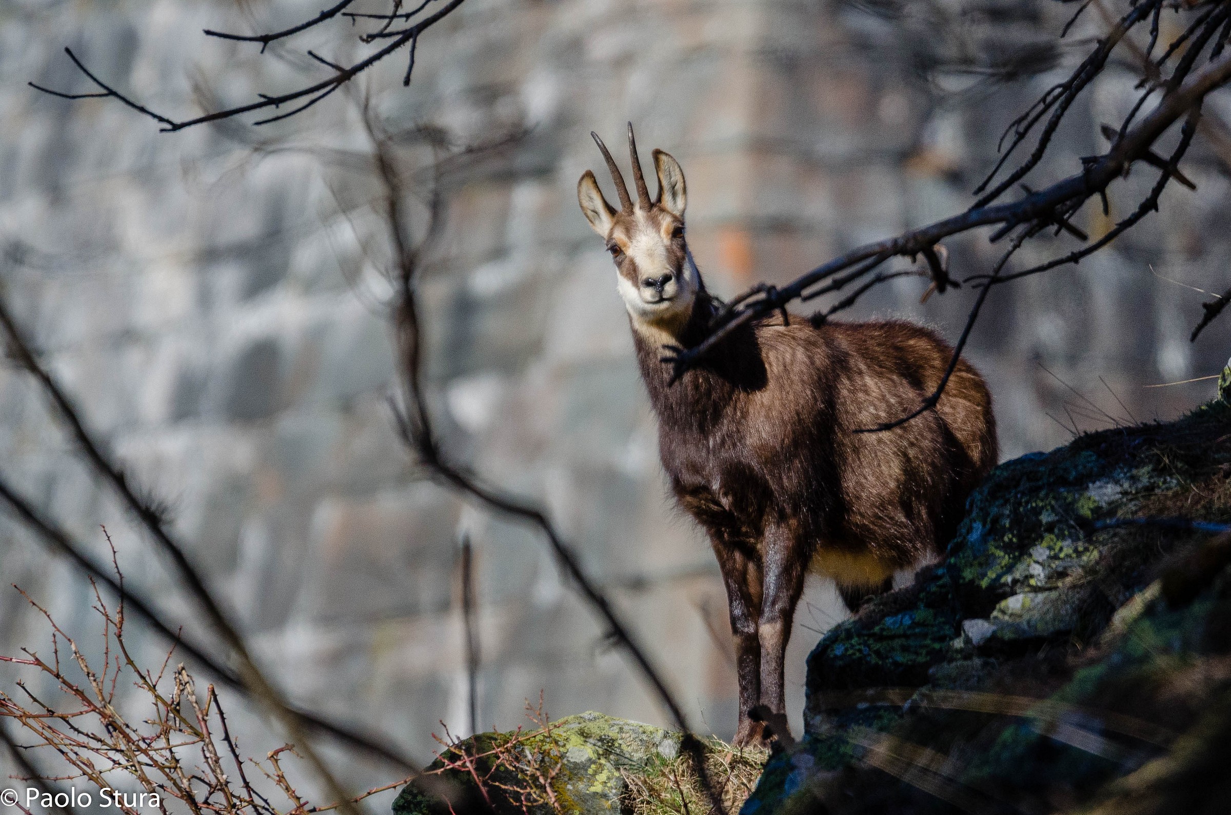 Chamois