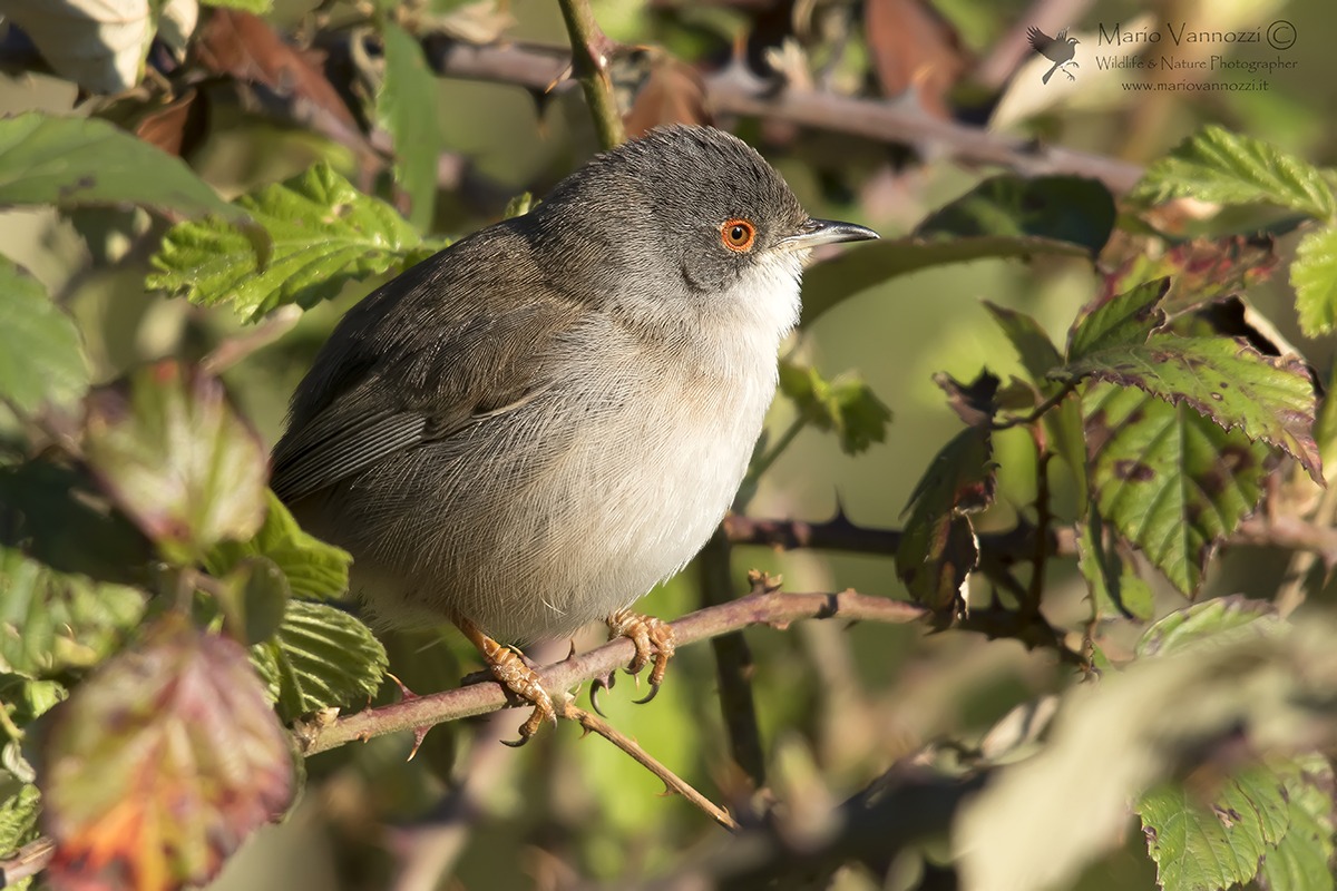 Warbler (female)