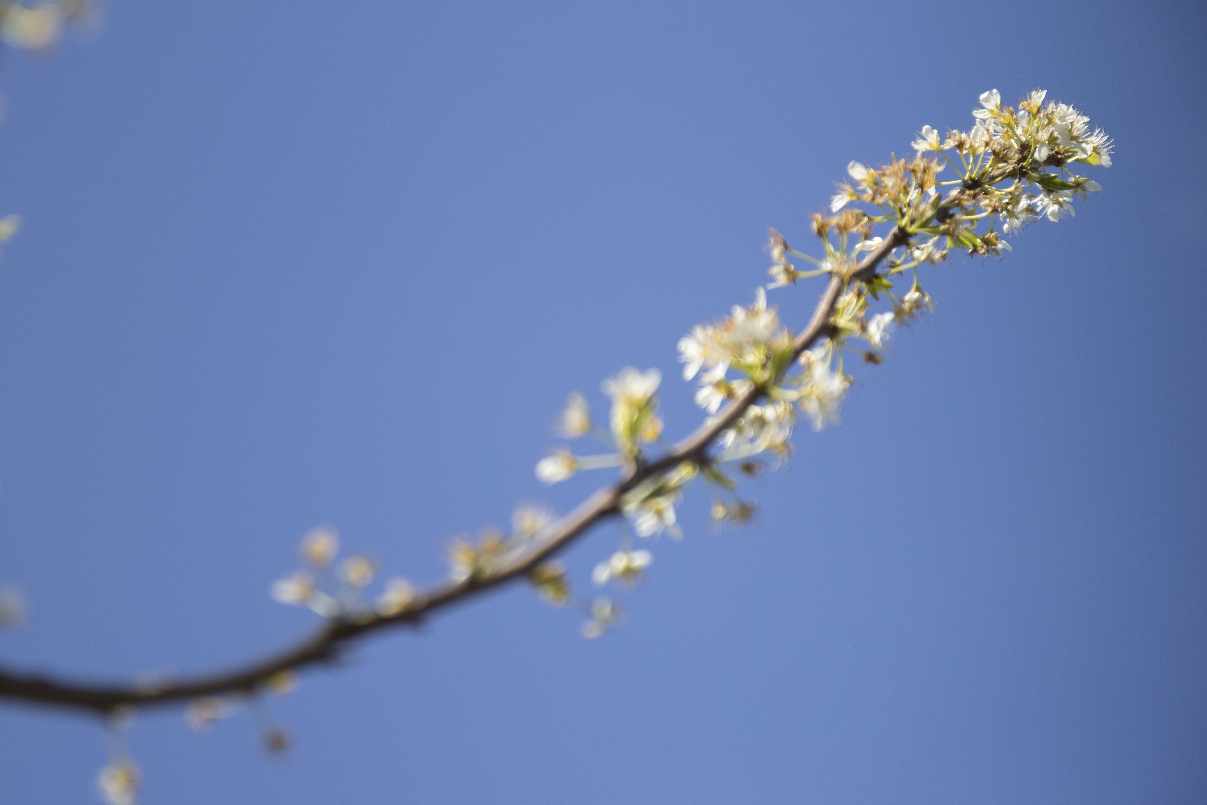Primavera alle porte