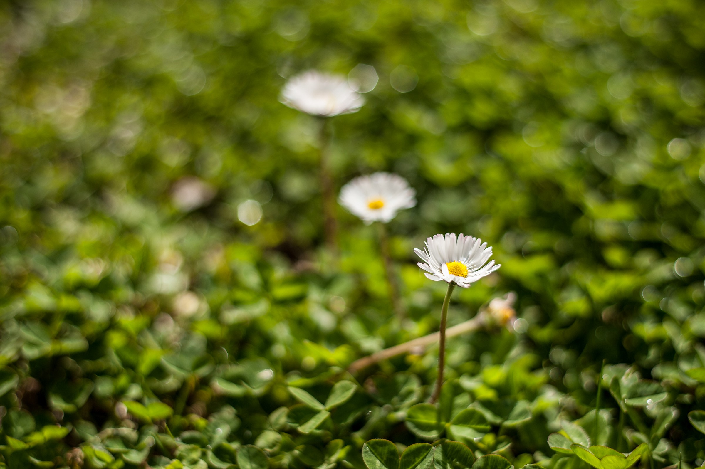 Le 3 sorelle margherite