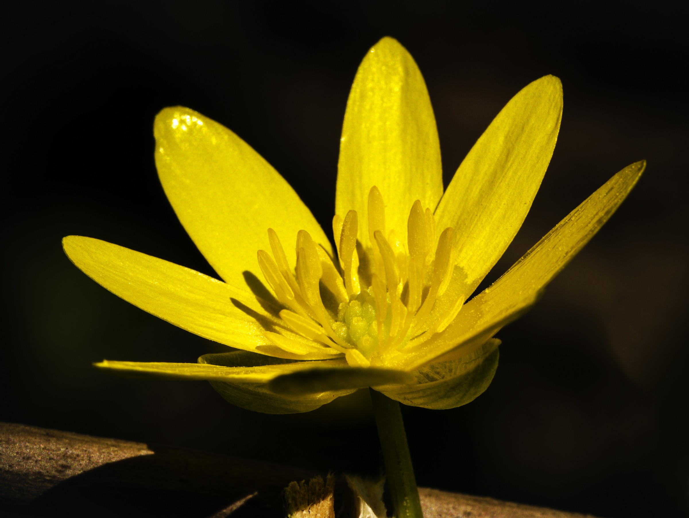 Ranunculus ficaria