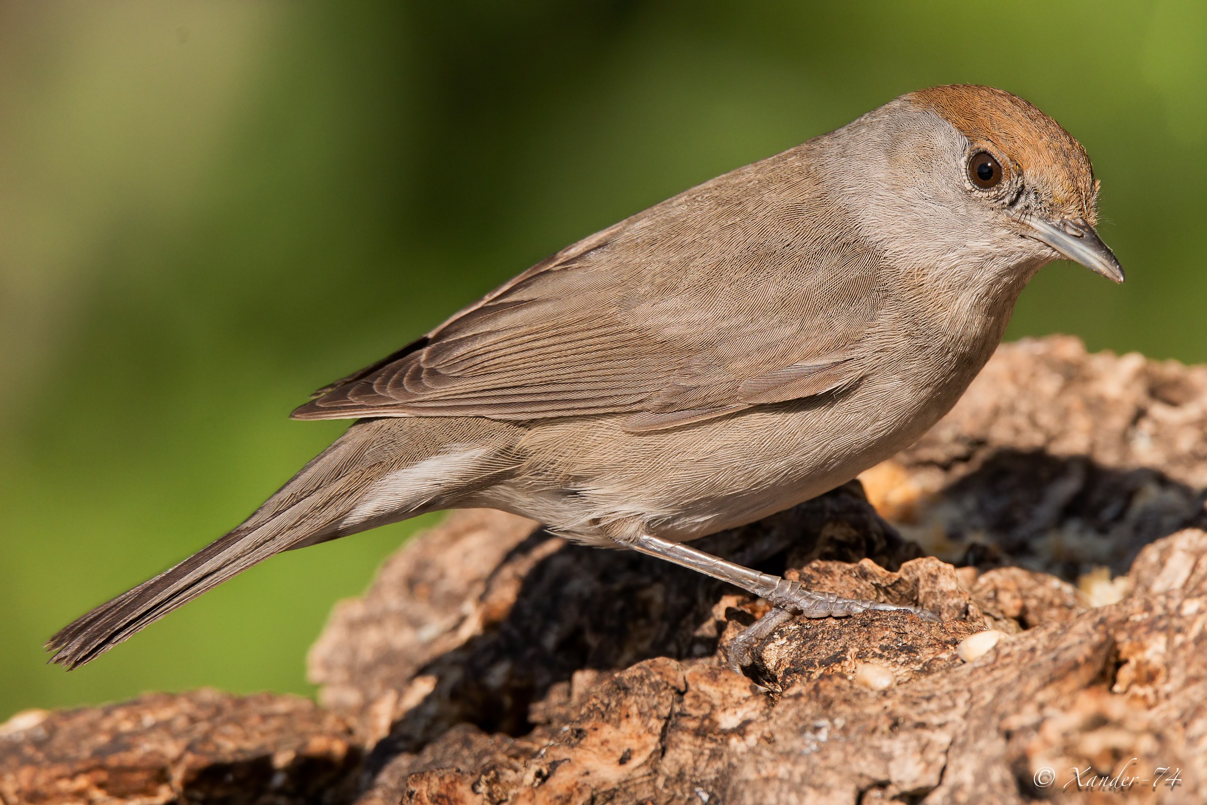 Regina del Giardino (Capinera)