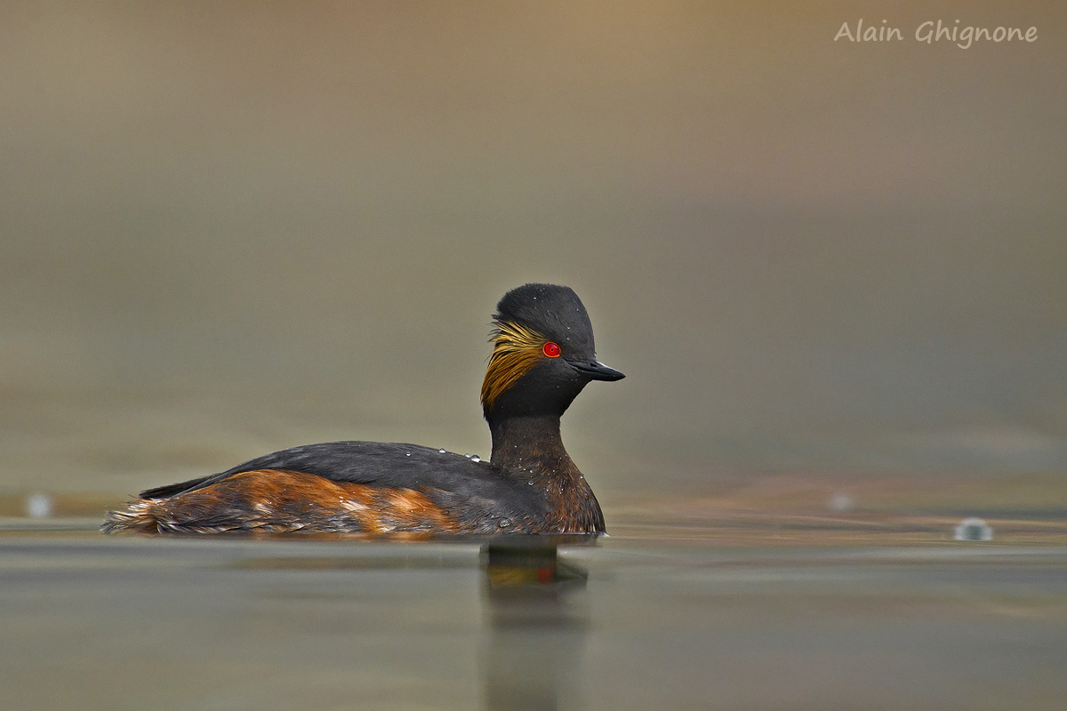 feathers of fire _ Black-necked Grebe