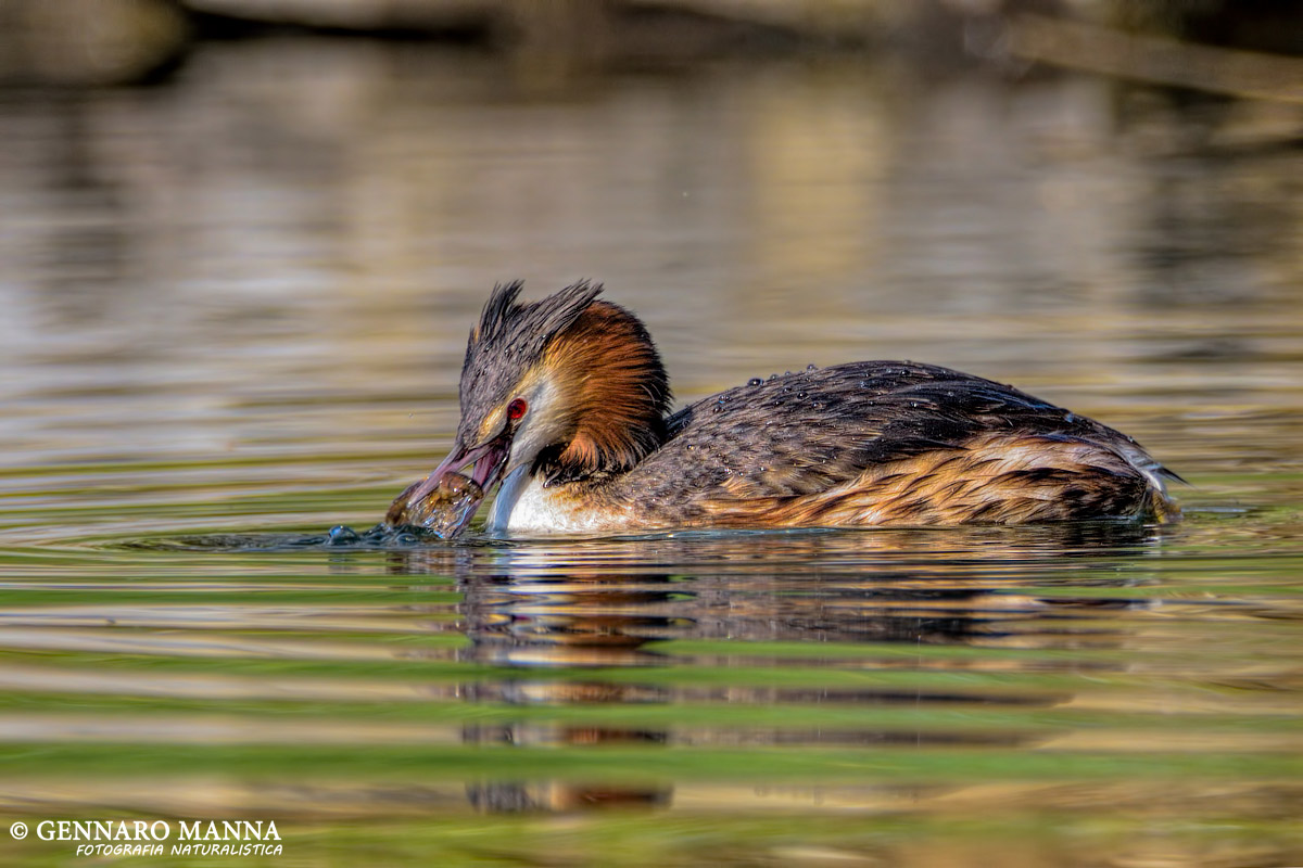 Great Crested Grebe (Podiceps cristatus)