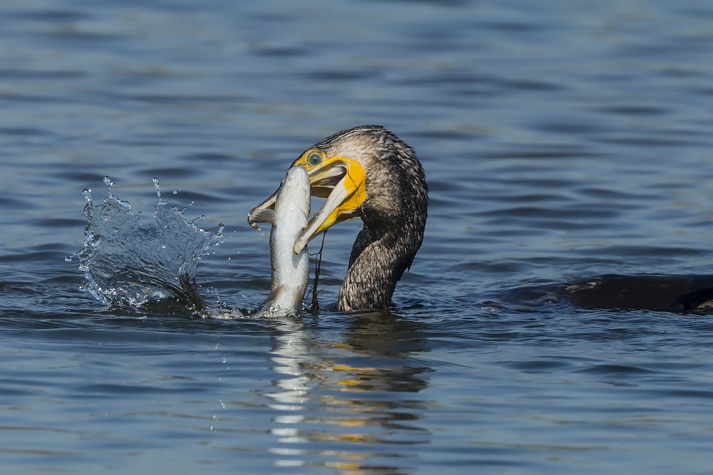 Una caccia ....fruttuosa....