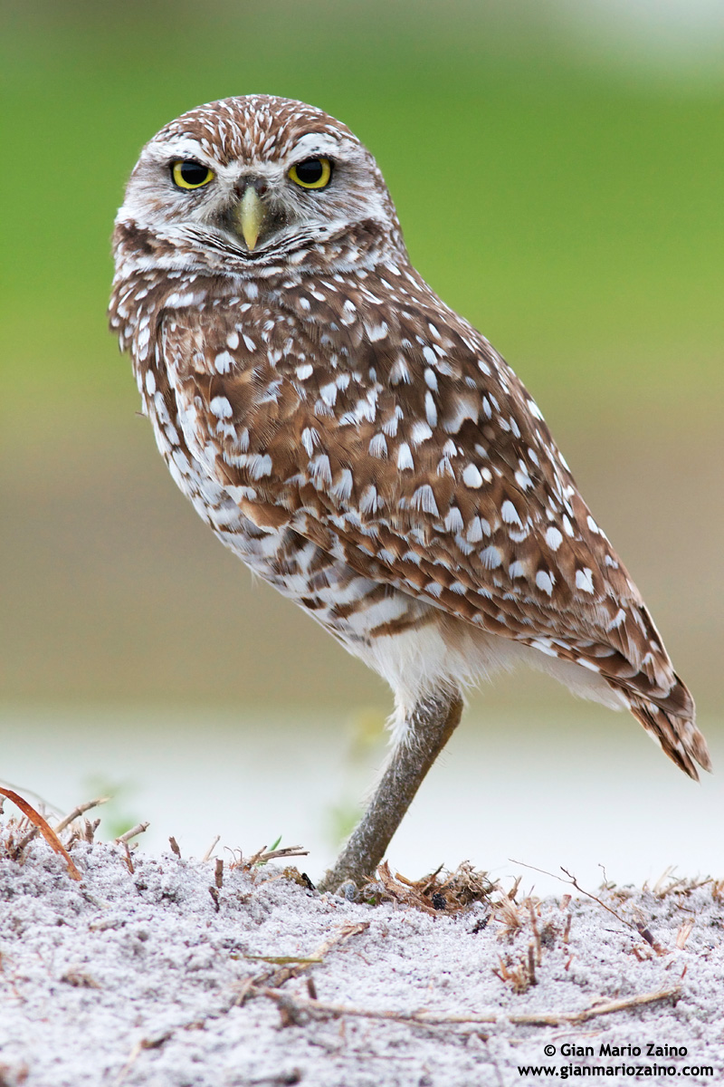 Athene cunicularia / Civetta delle tane / Burrowing owl