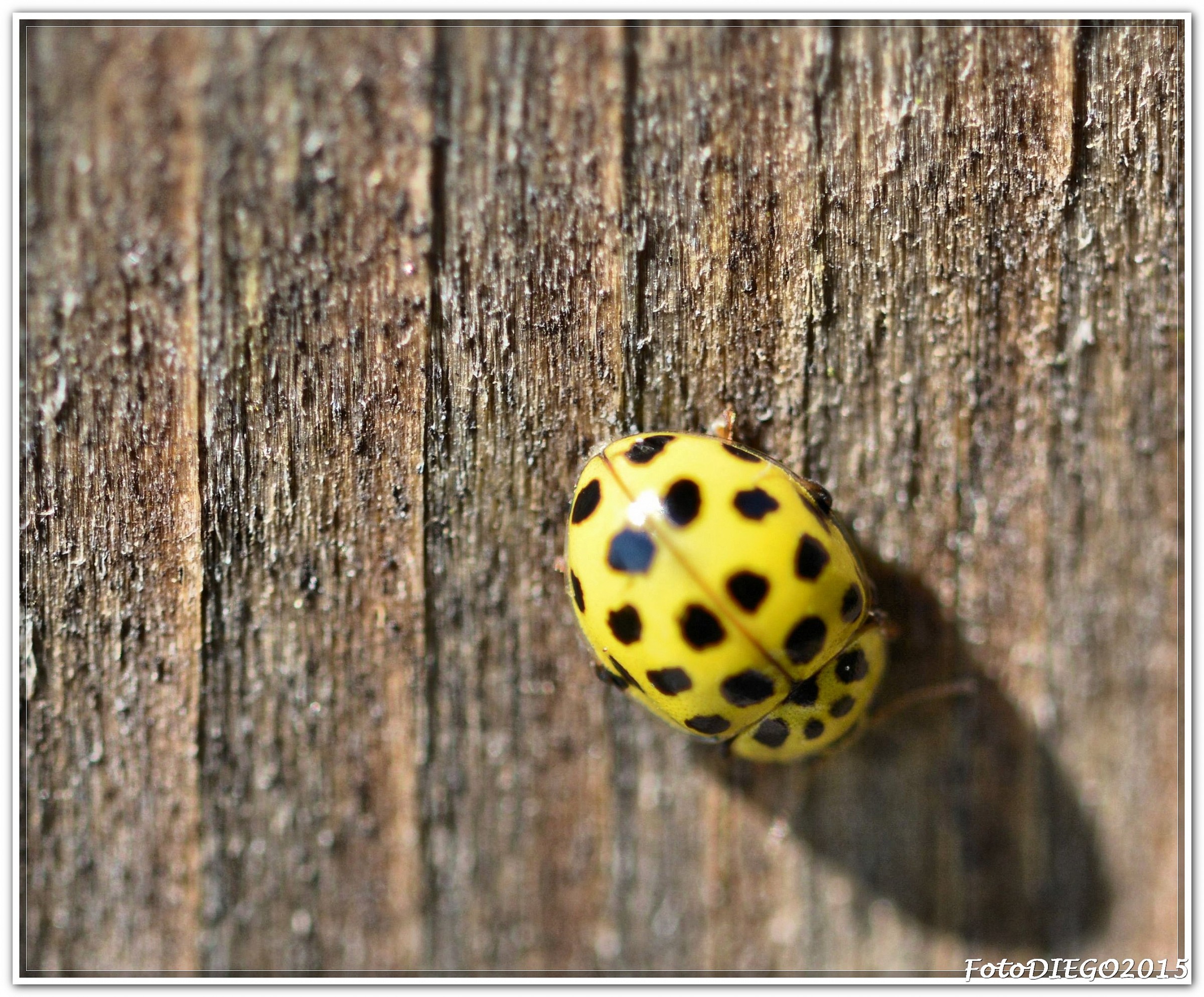 Micro Yellow Ladybug