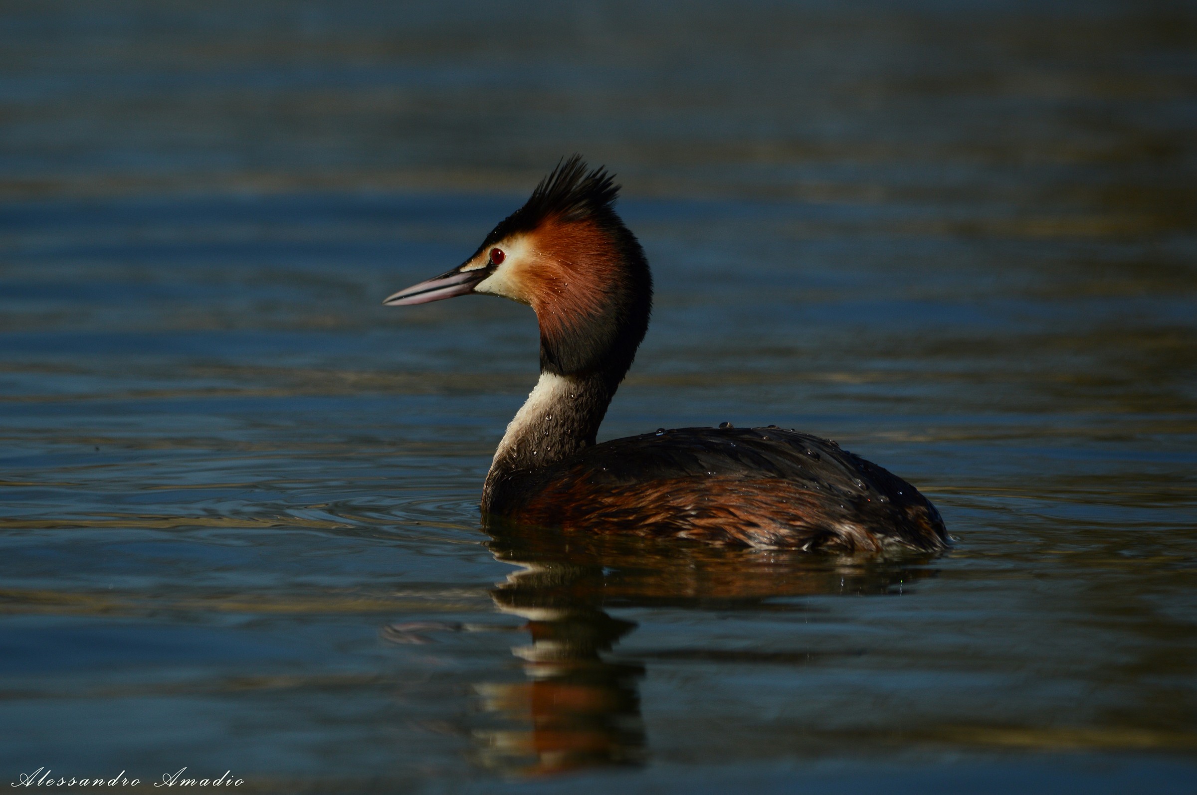 Grebe