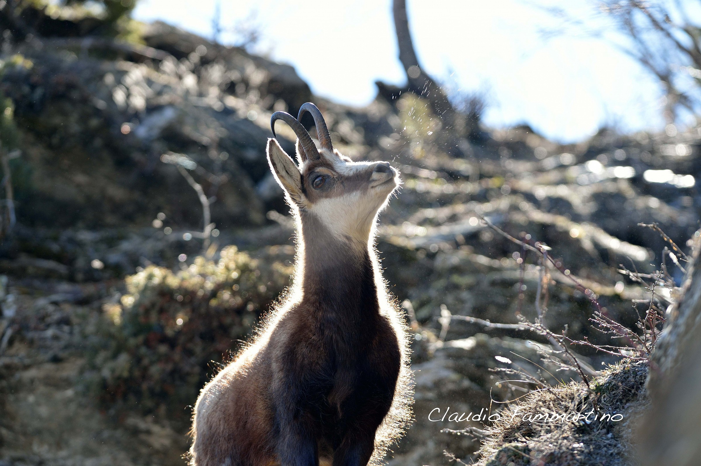 Camoscio che sta emettendo il  fischio d'allarme.
