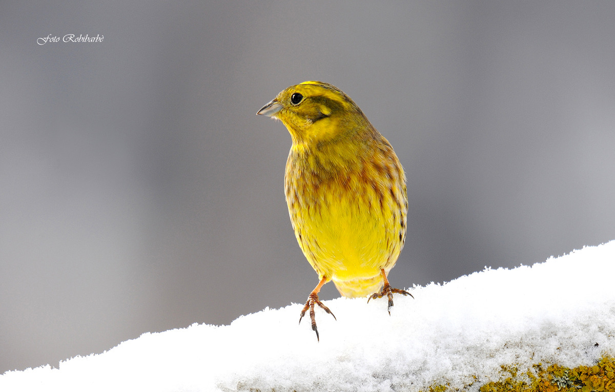 Profilo di zigolo....