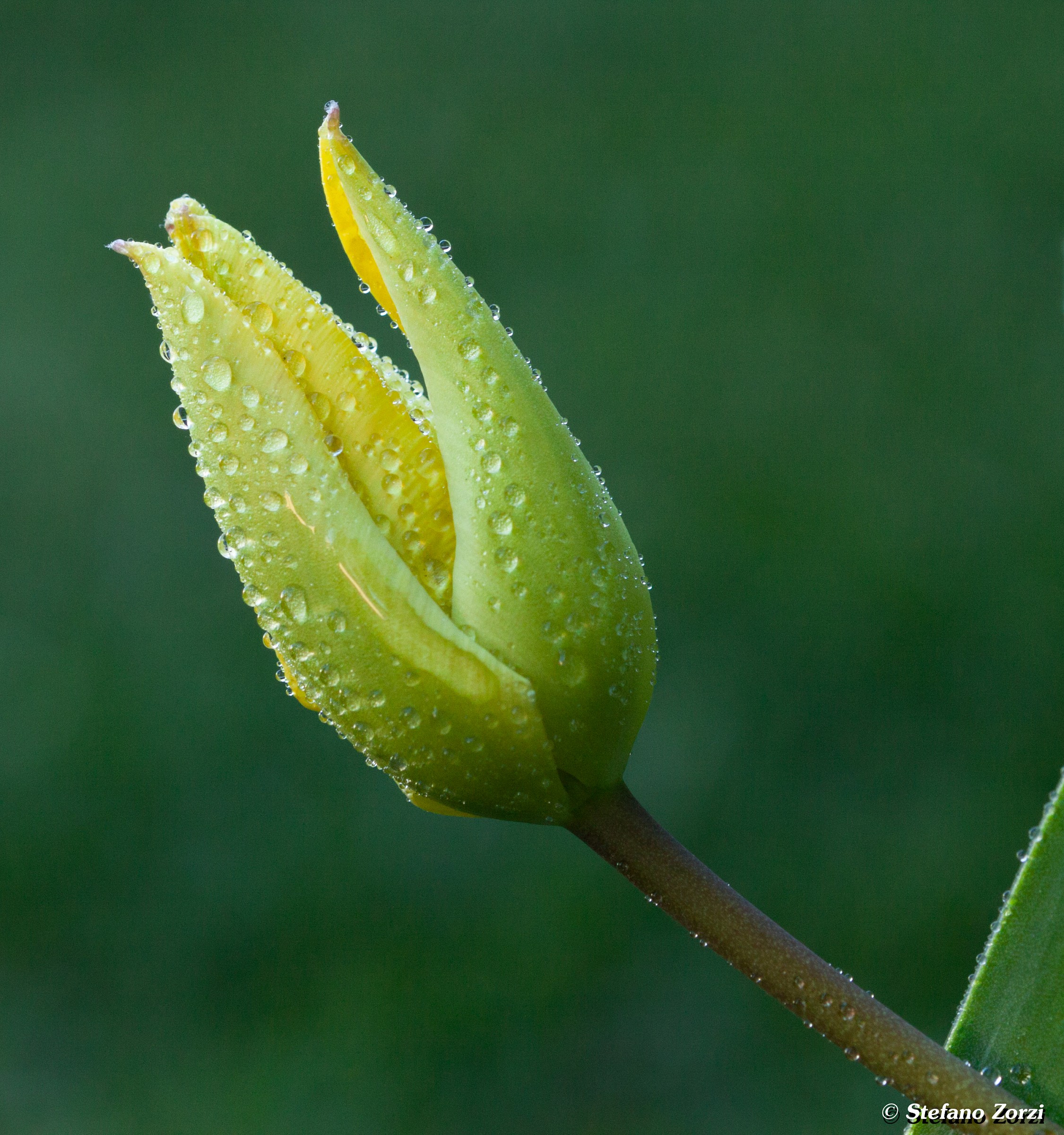 new life for a tulip