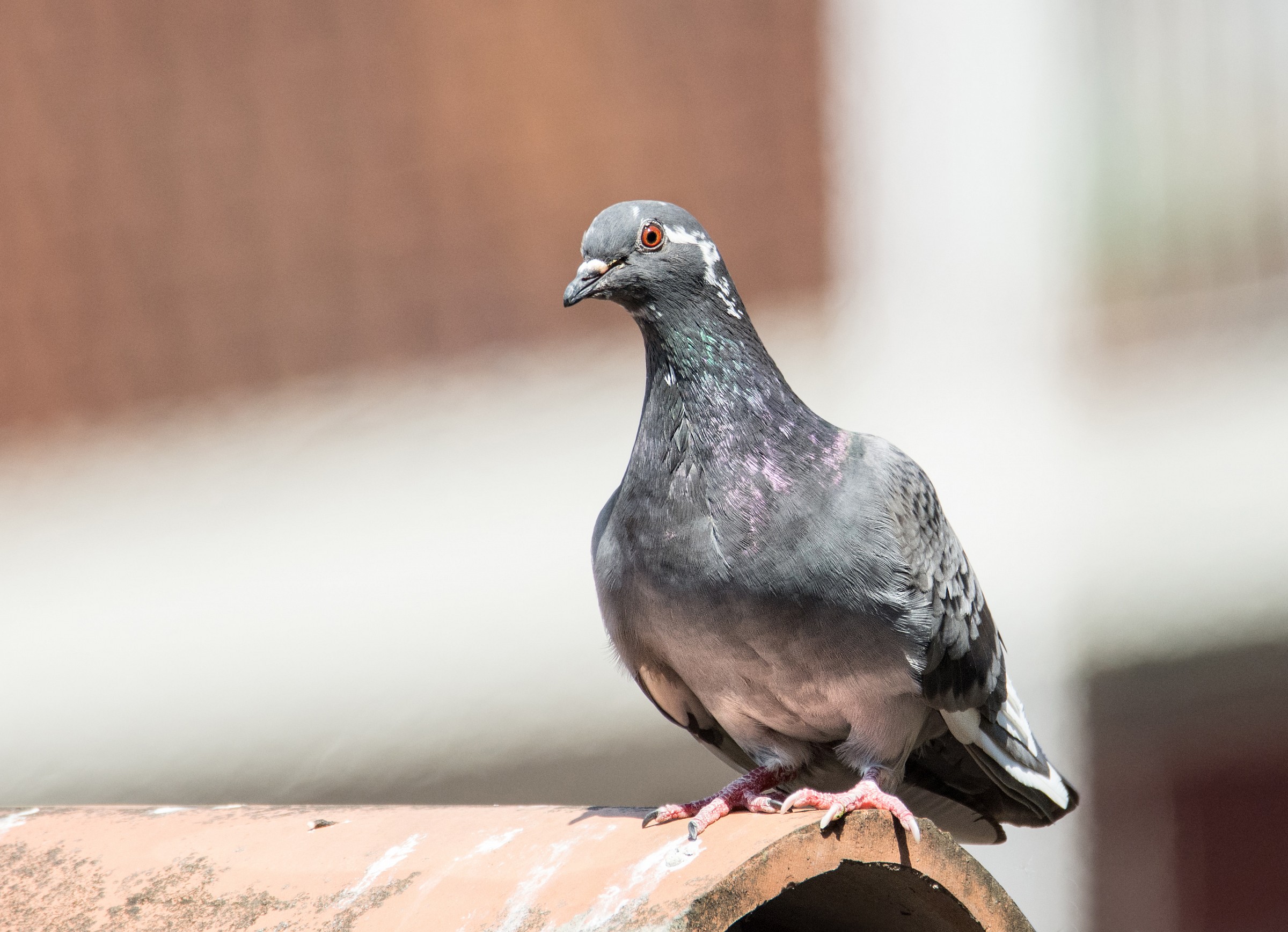 Pigeon