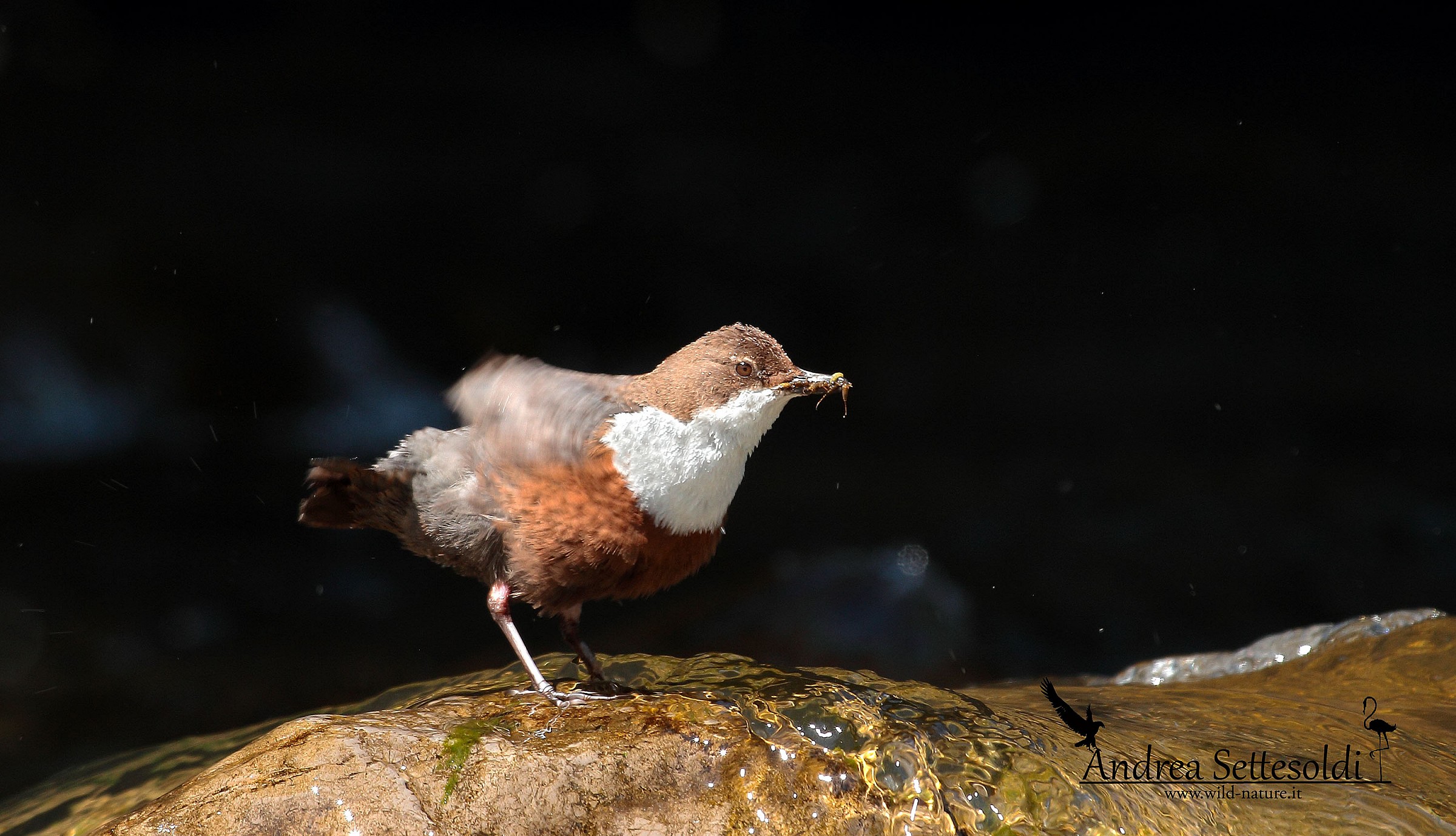 Merlo acquaiolo con imbeccata
