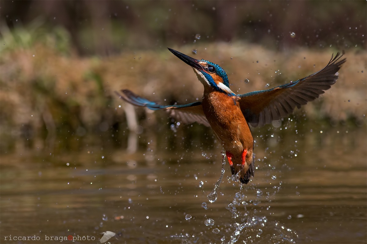 Kingfisher Alcedo atthis-