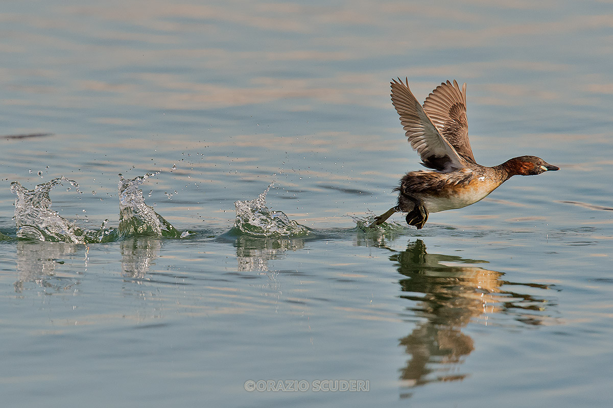 Tachybaptus ruficollis