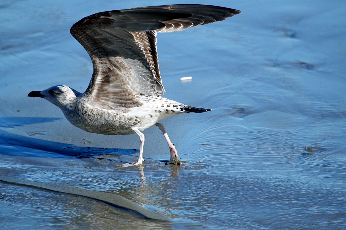 Gabbiano reale giovane