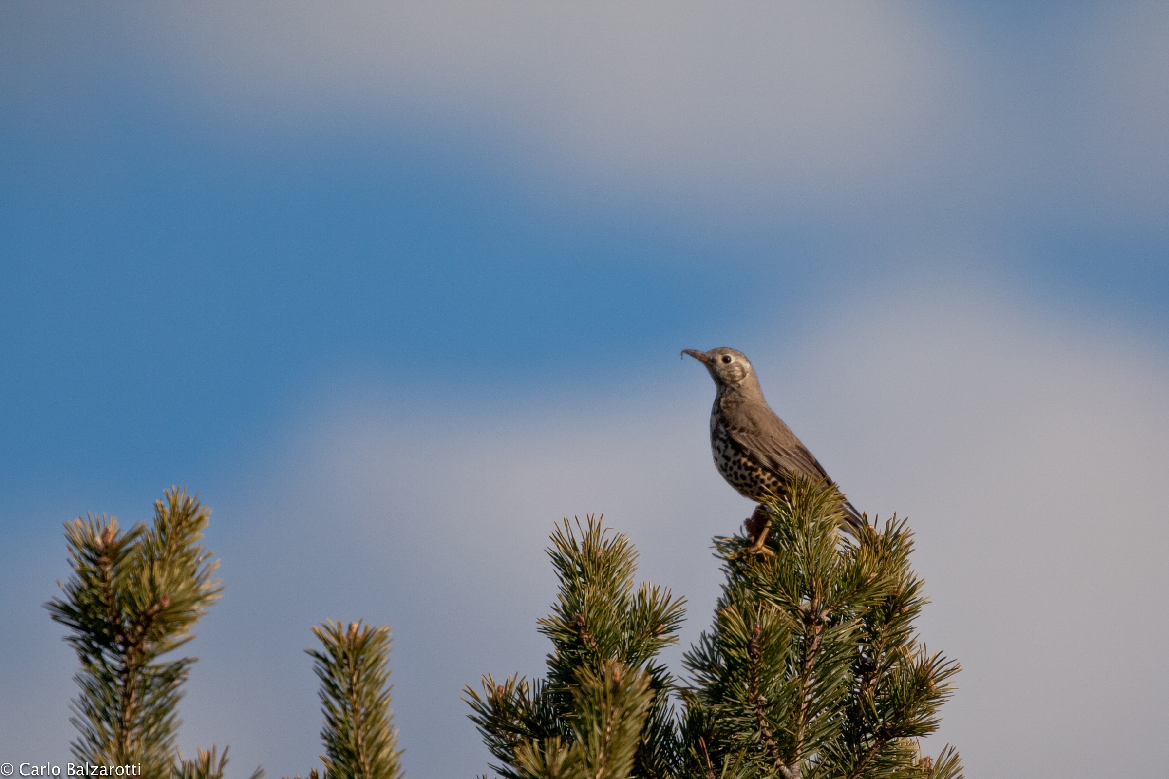 Mistle Thrush