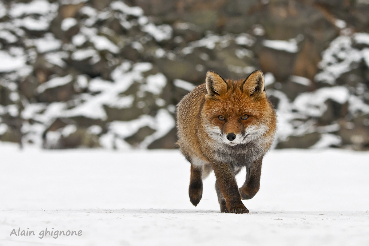 bella volpina sulla neve