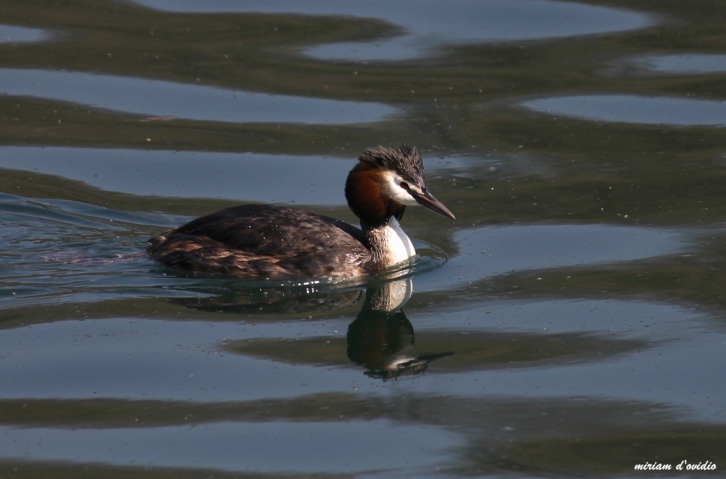 grebe: Close but still far